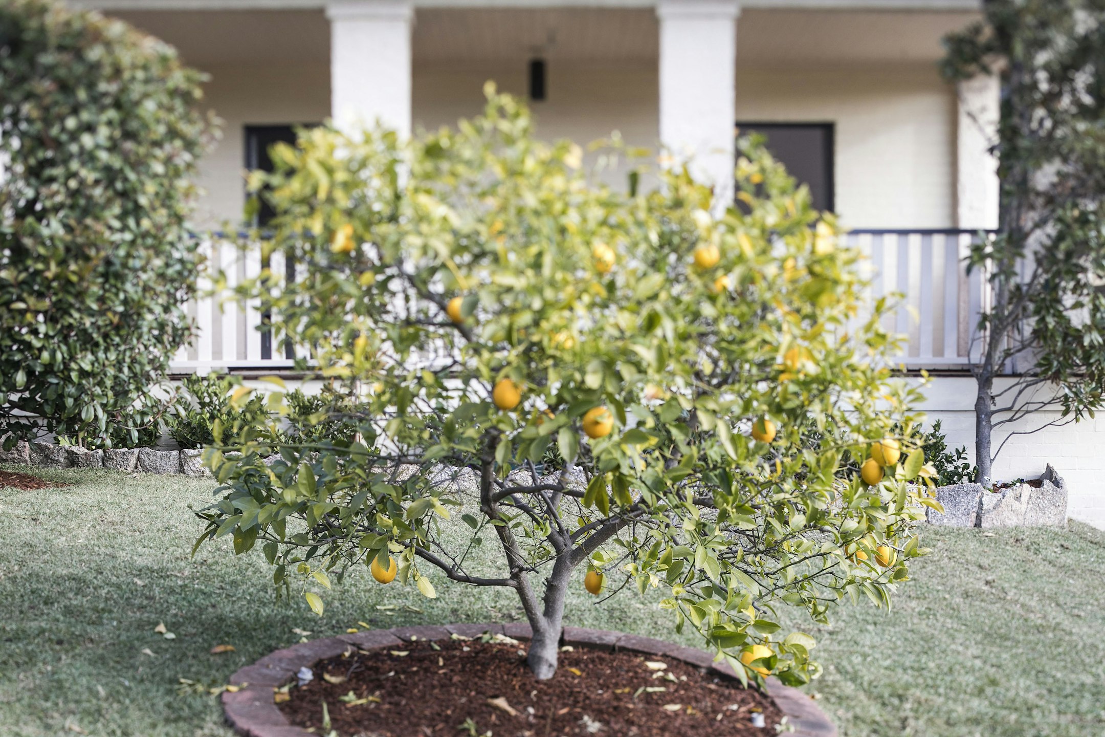 citrus fruit
