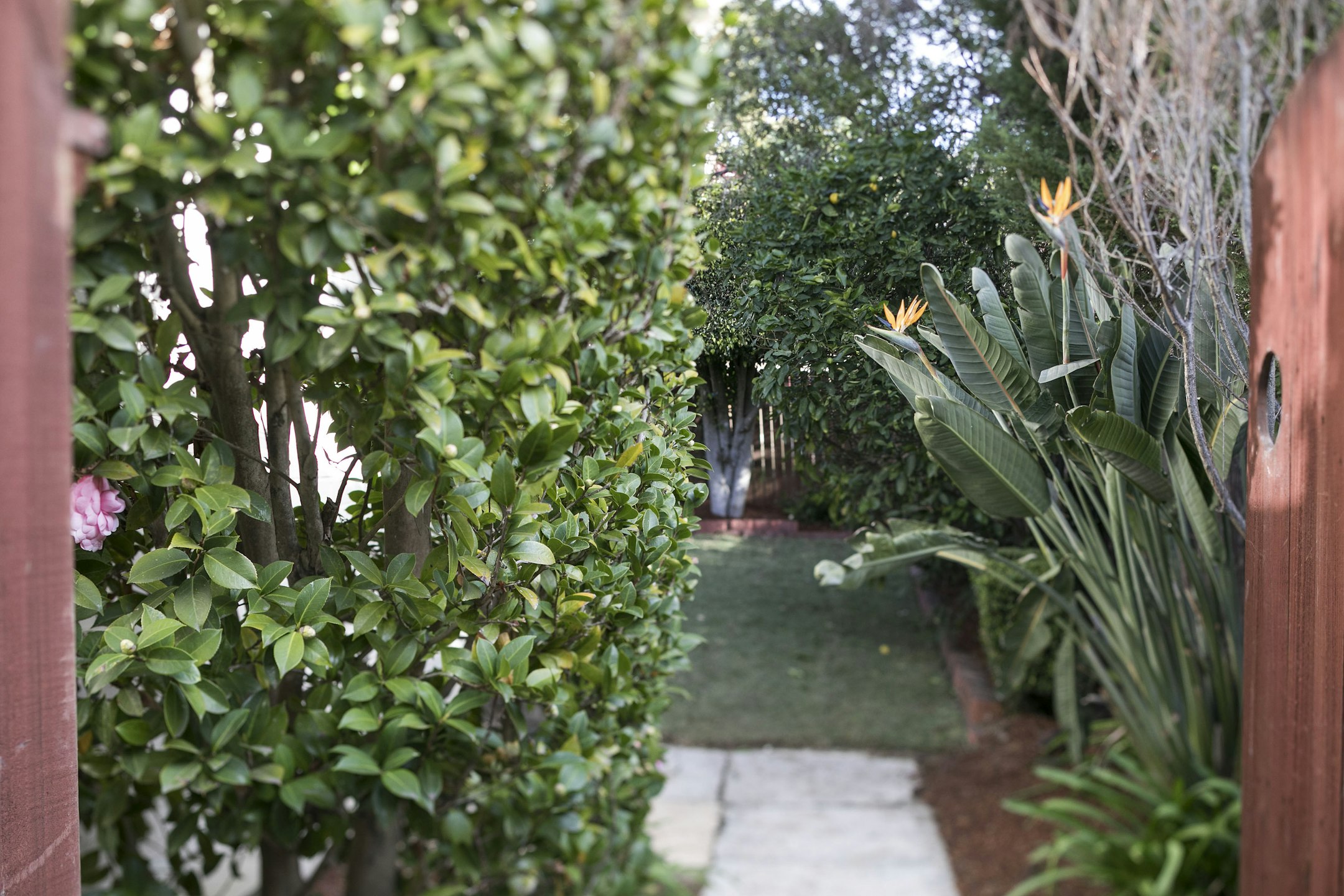 garden