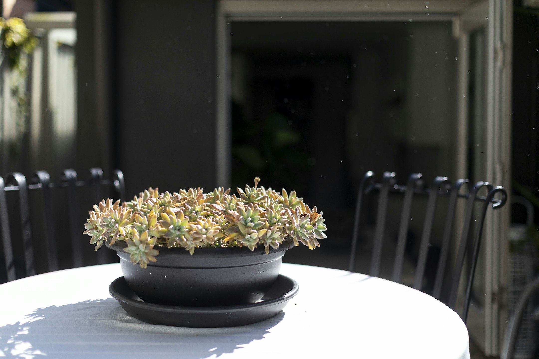 plant