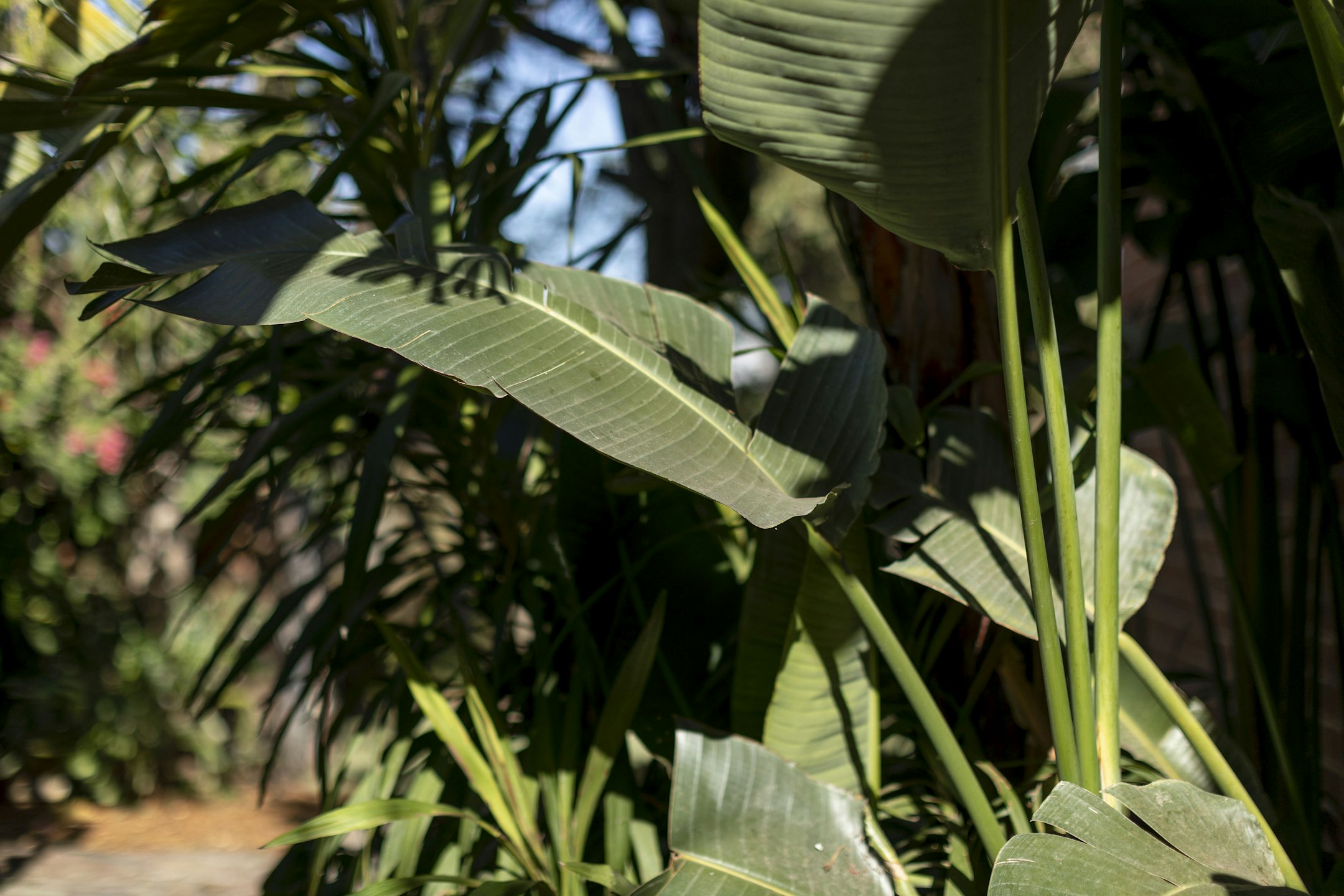 leaf