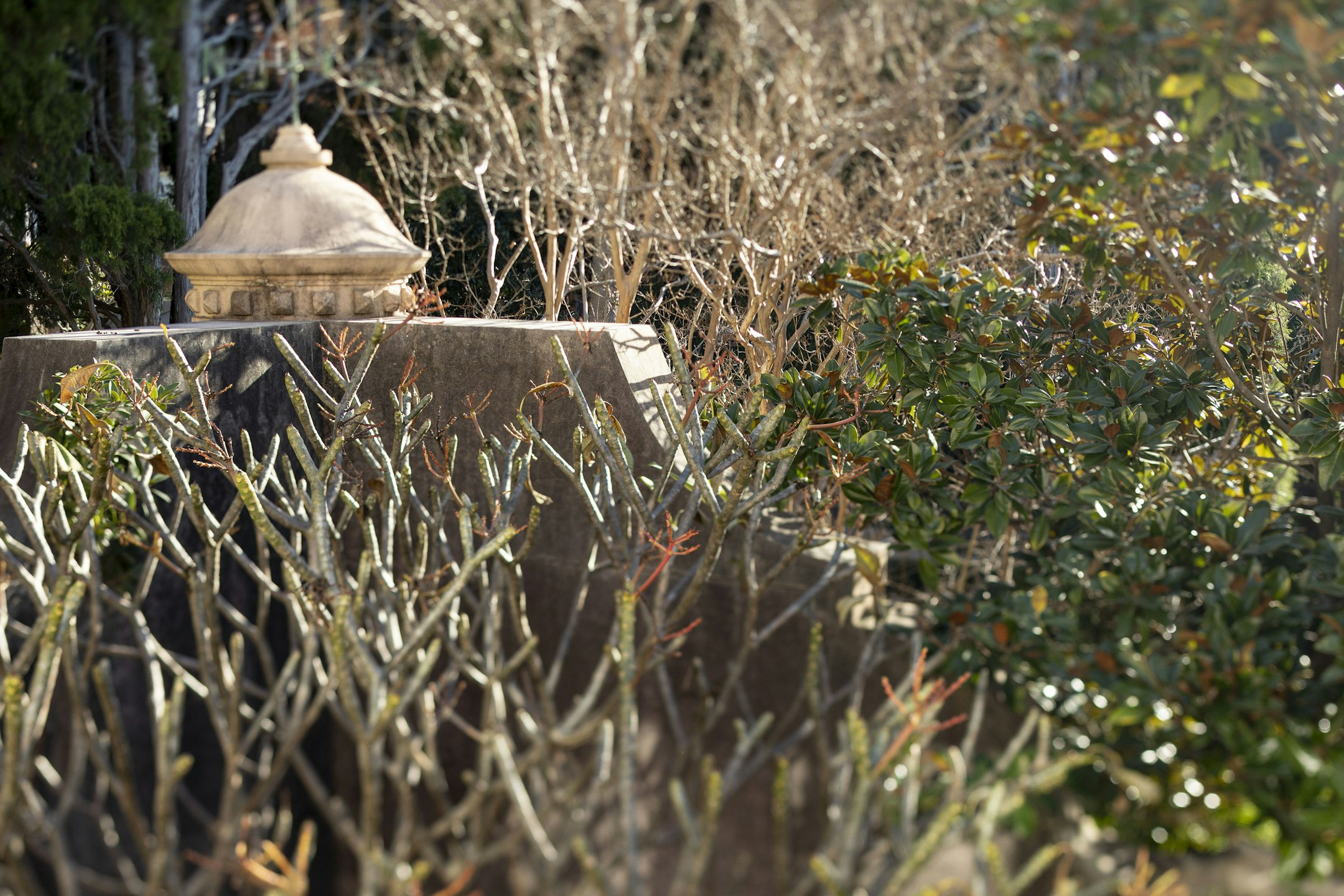 plant