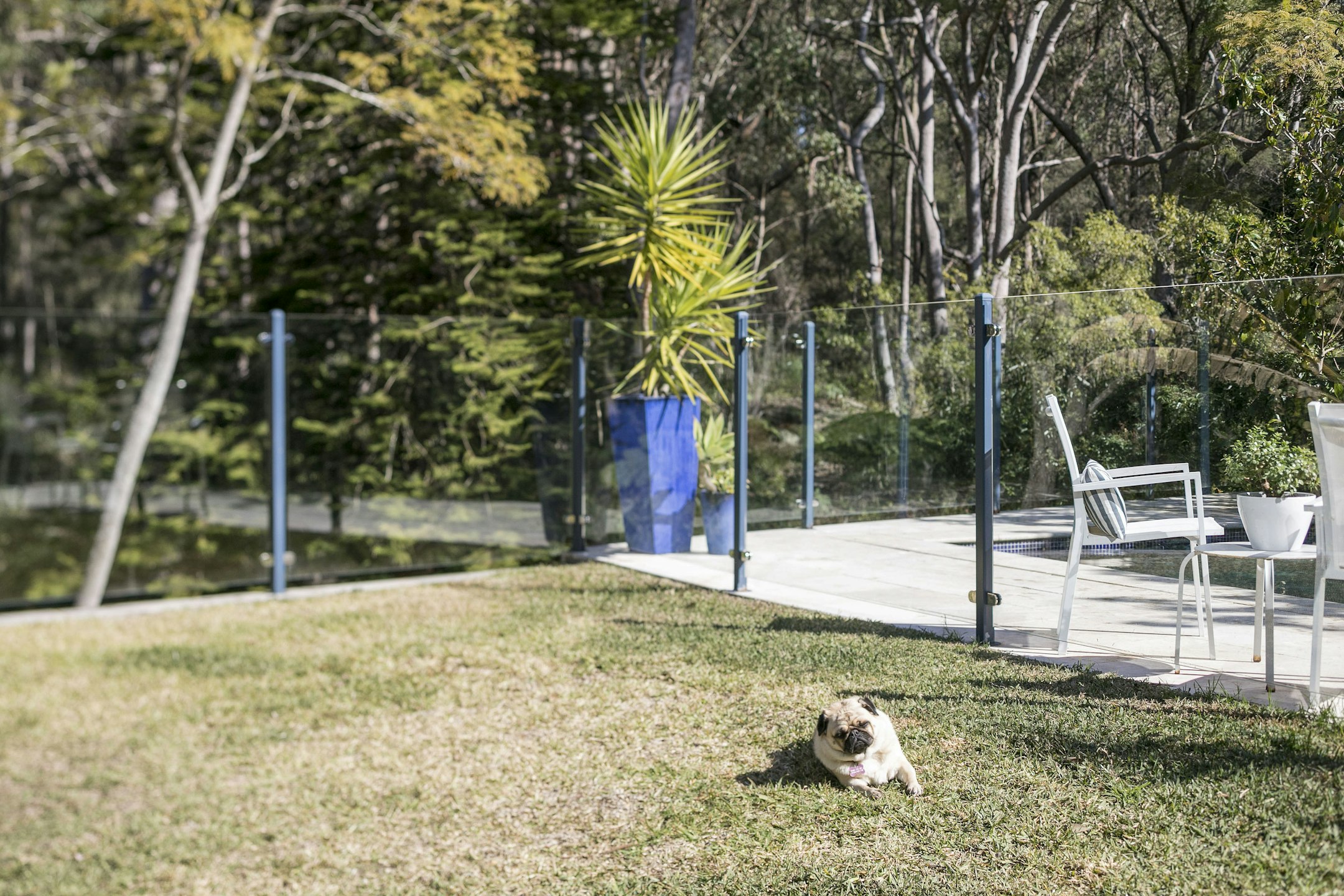 grass