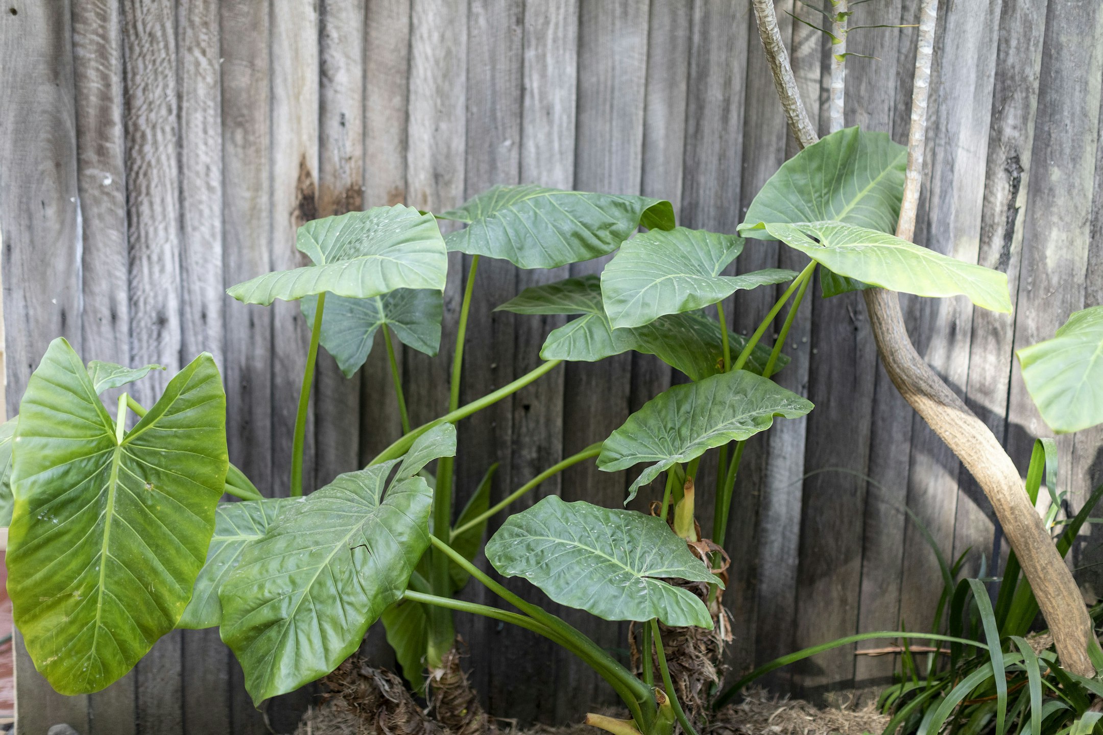 leaf