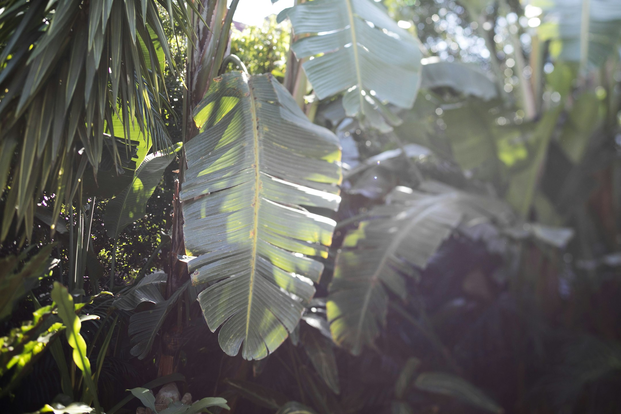 leaf