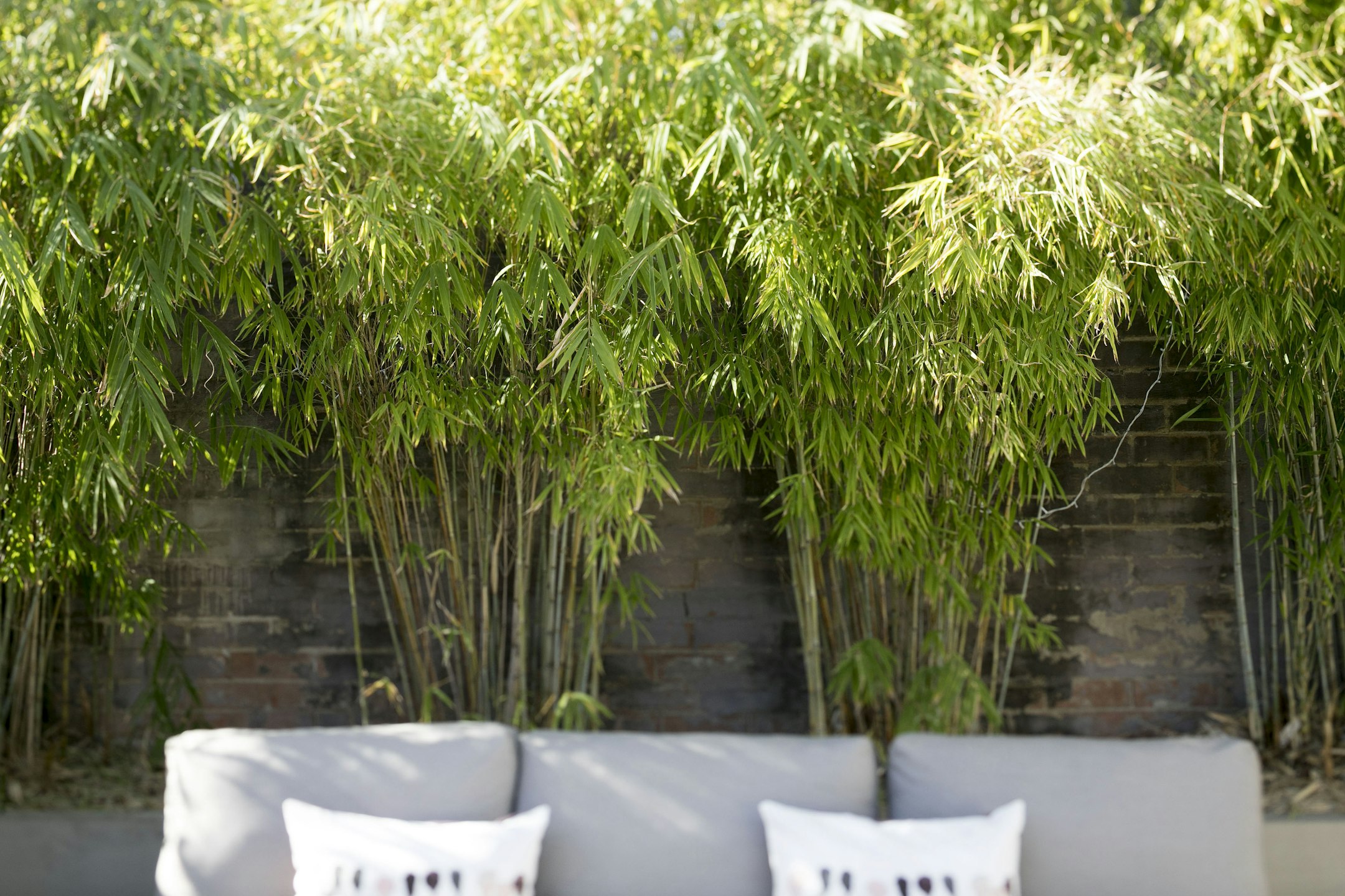 bamboo