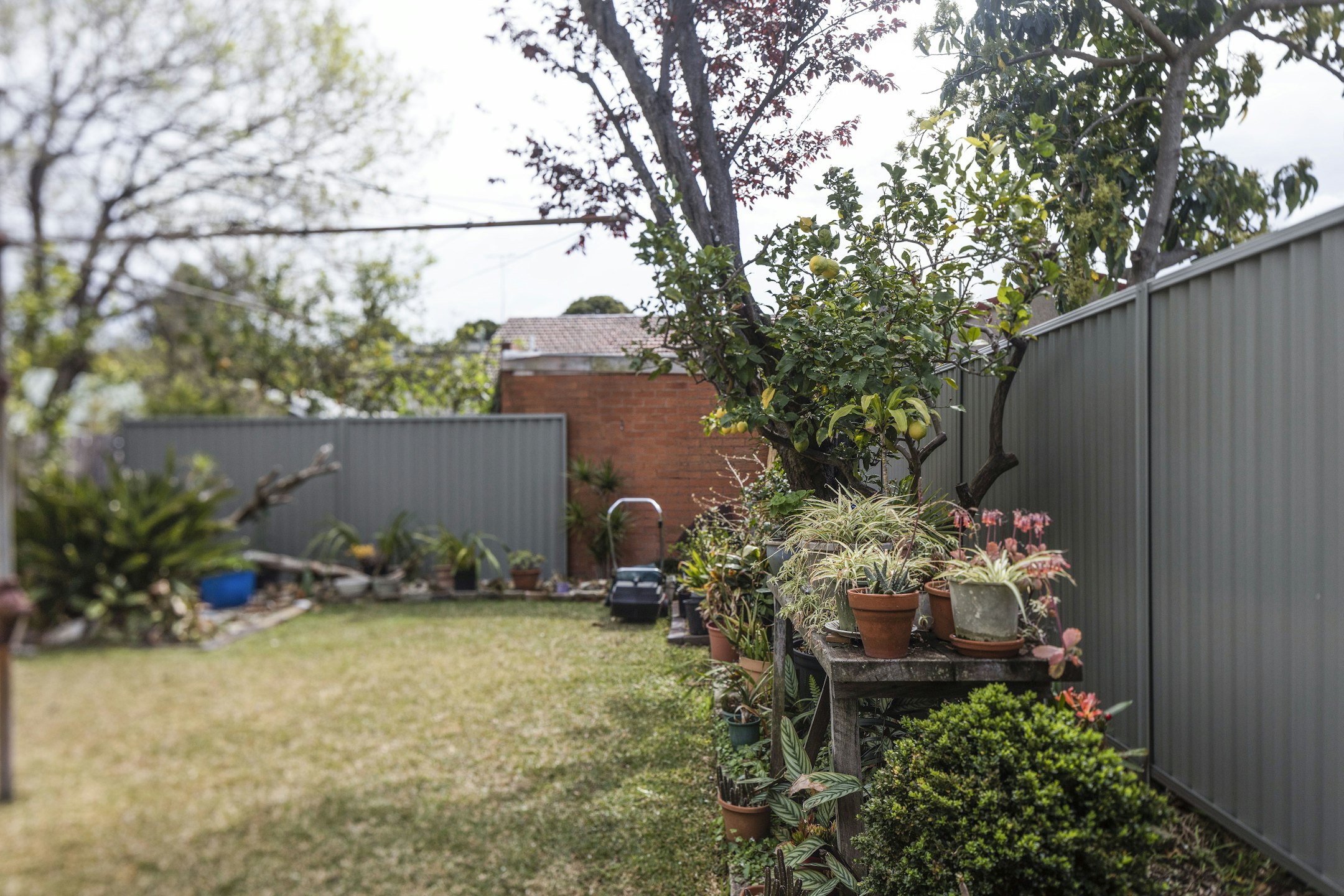 backyard