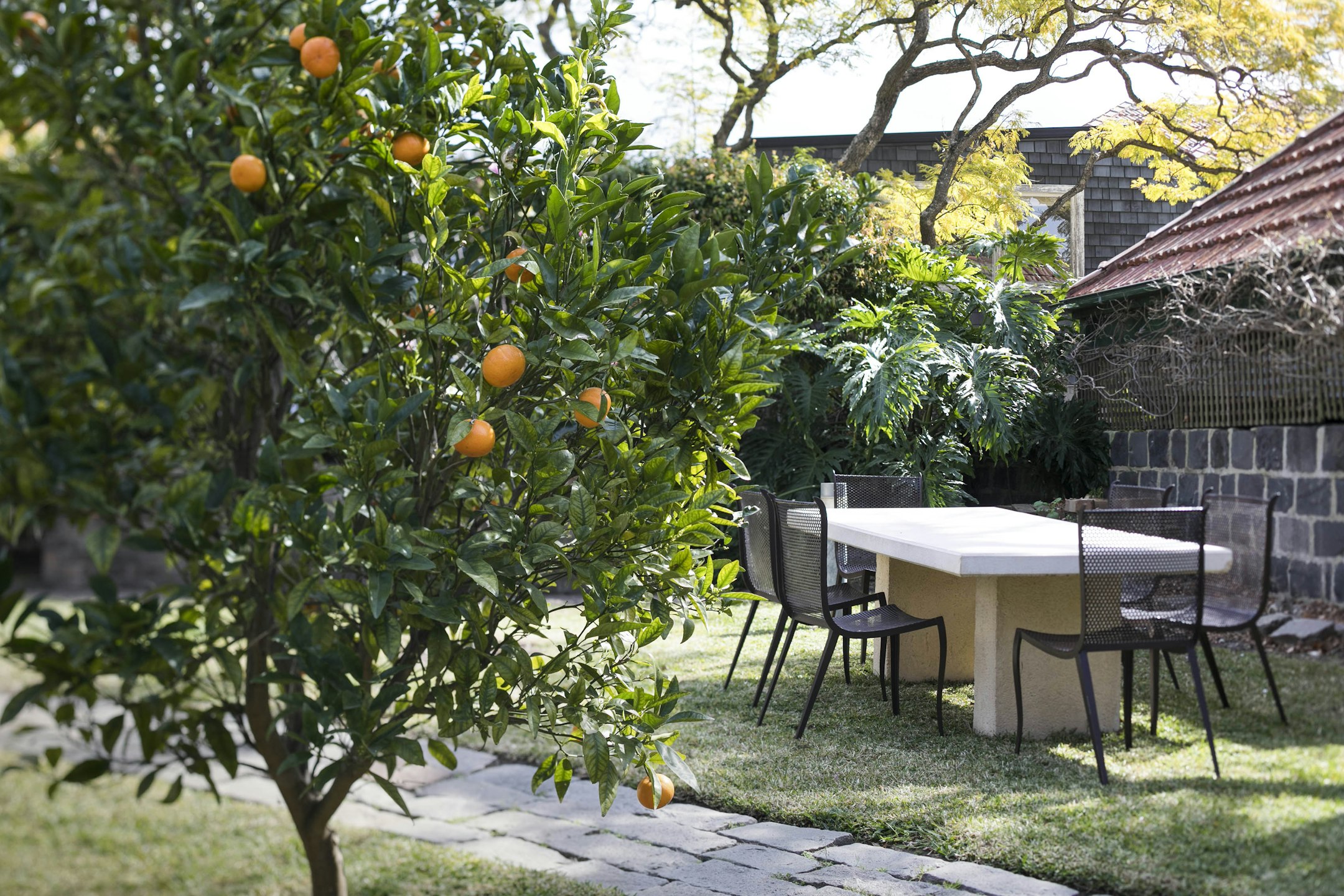 citrus fruit