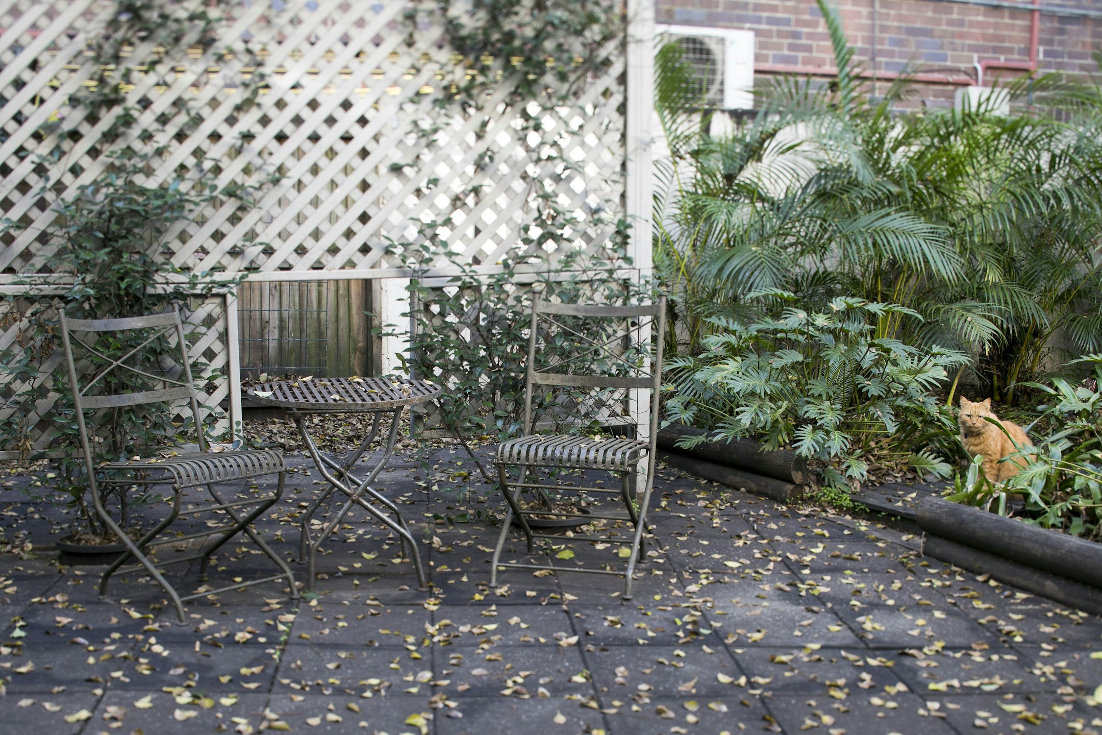 garden