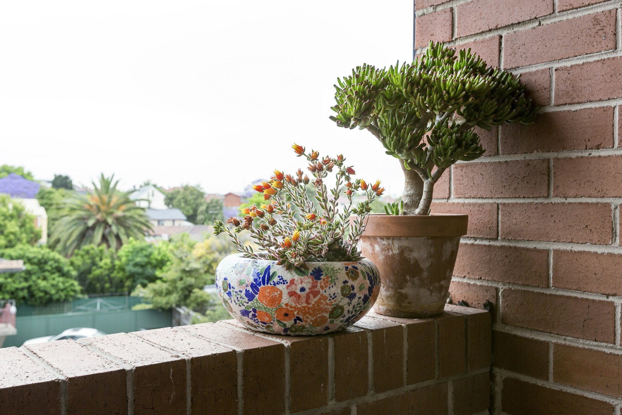 plant