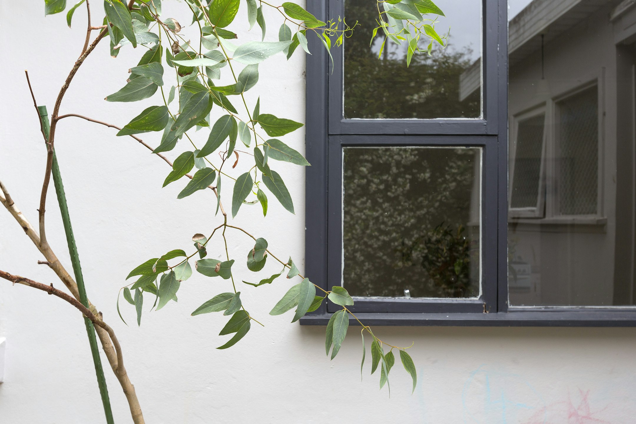 window