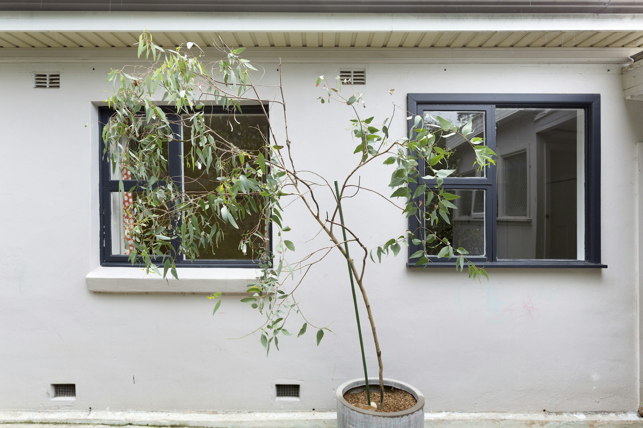plant