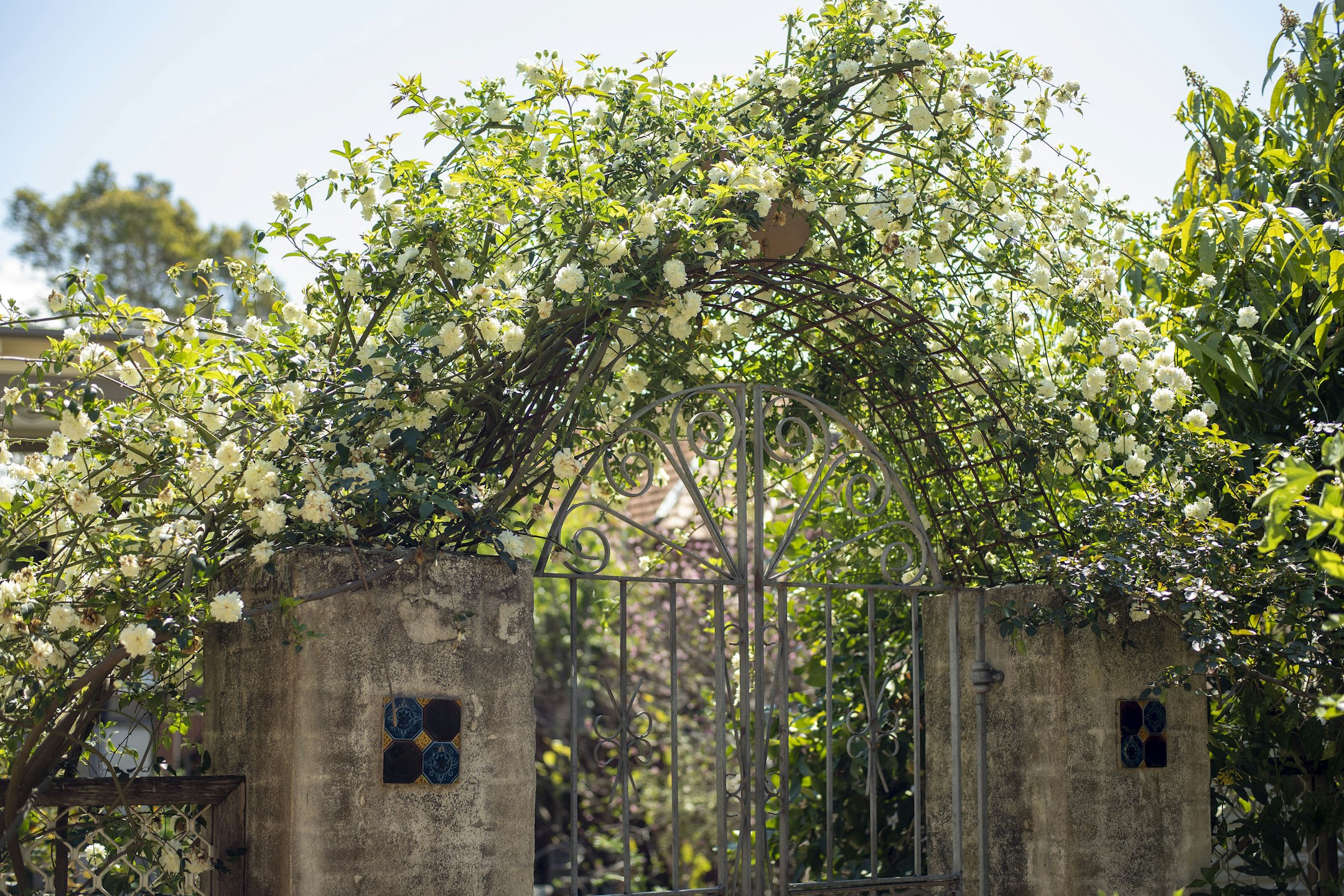 garden