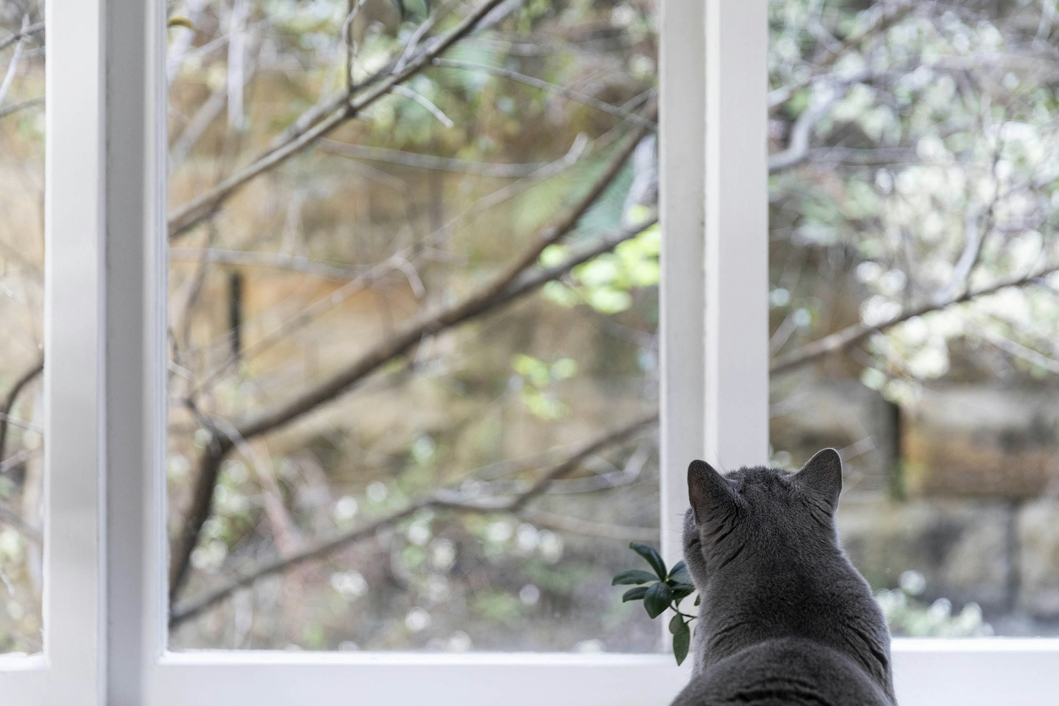 window