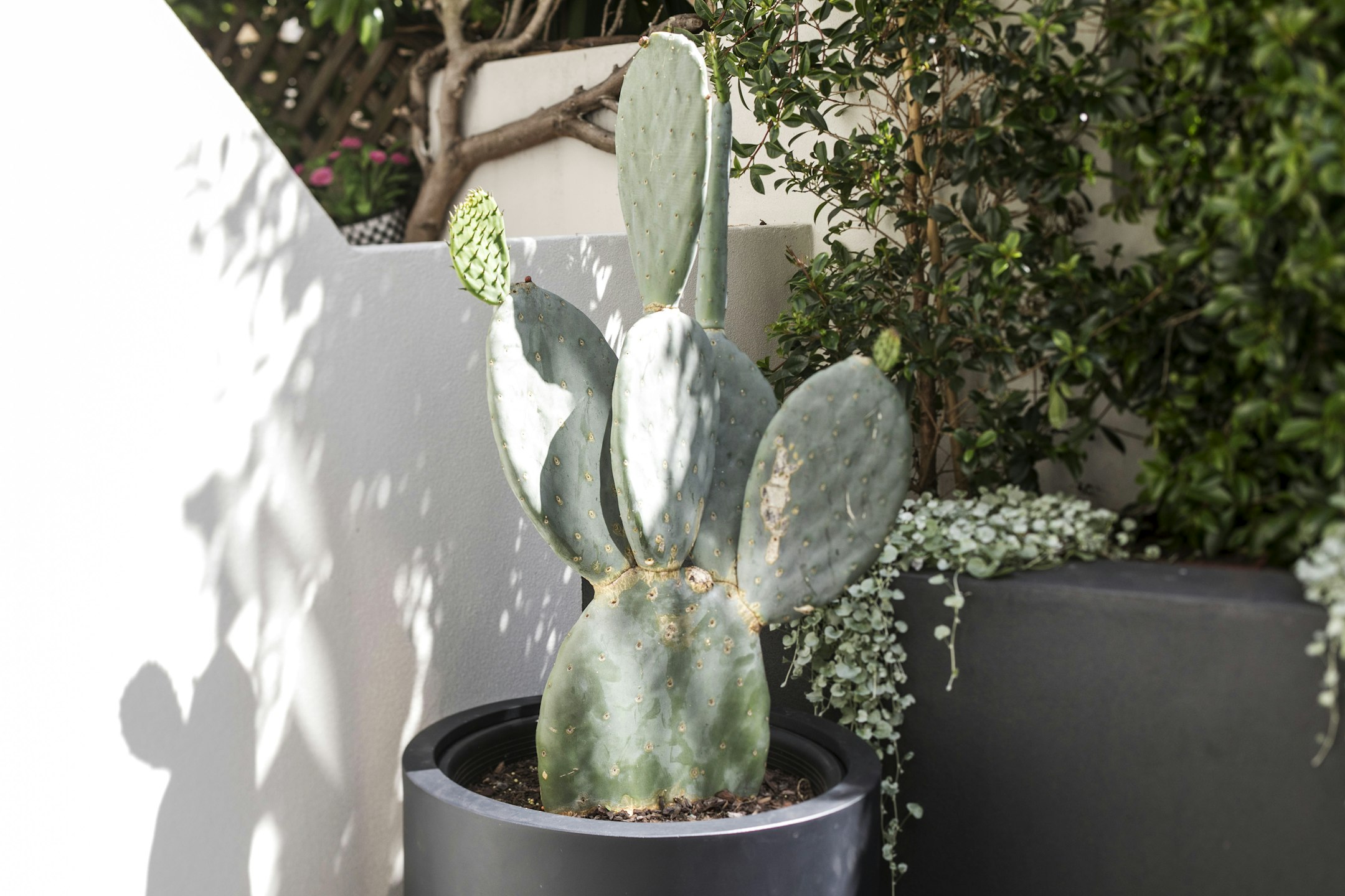 plant