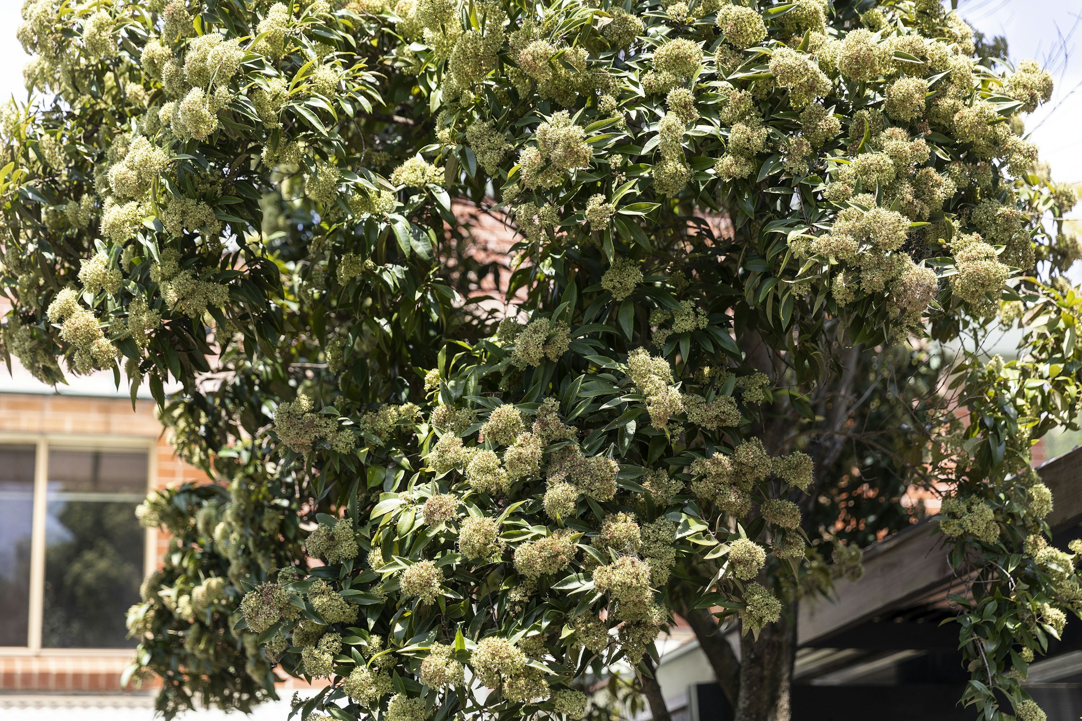 plant