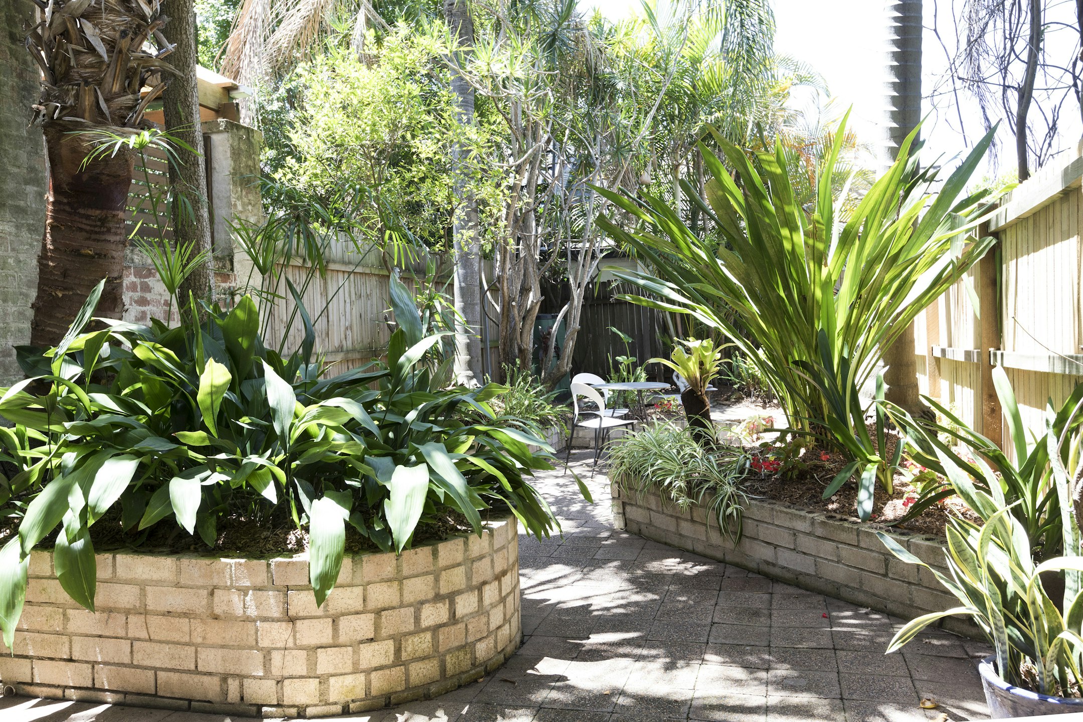 plant