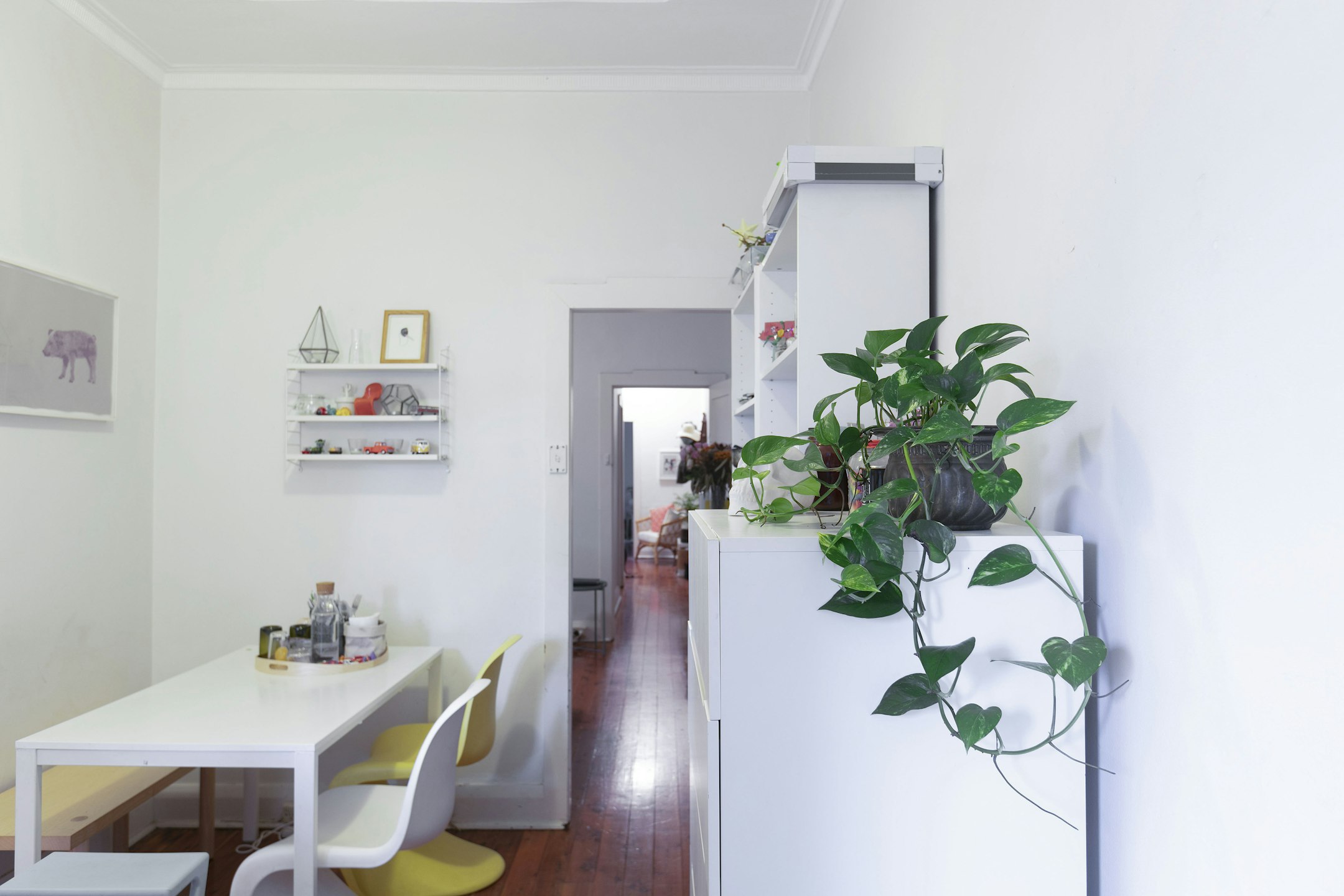 plant