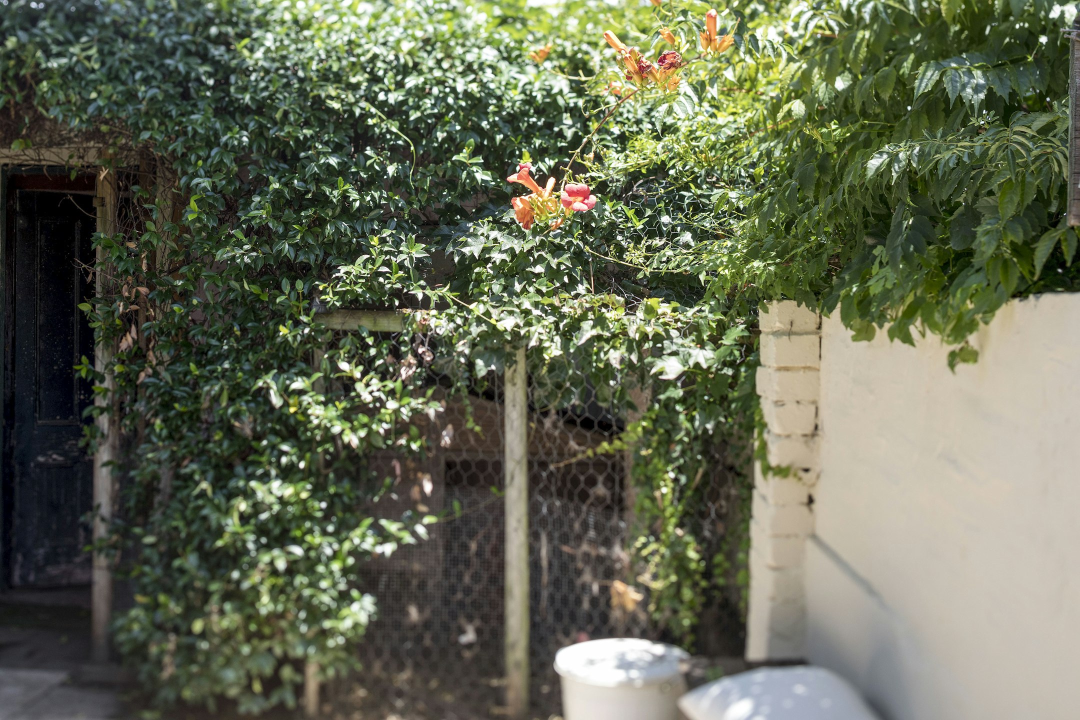garden
