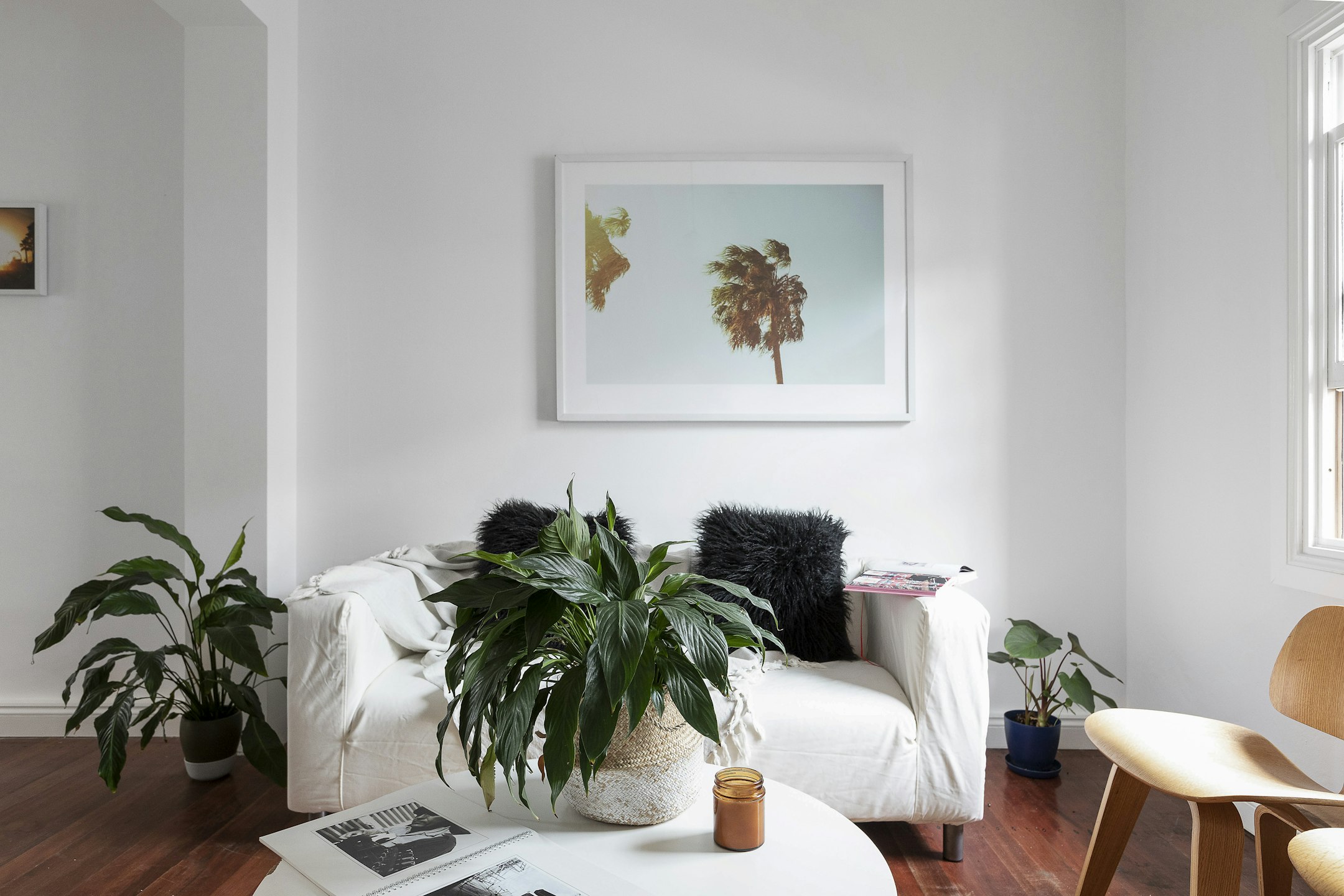 plant