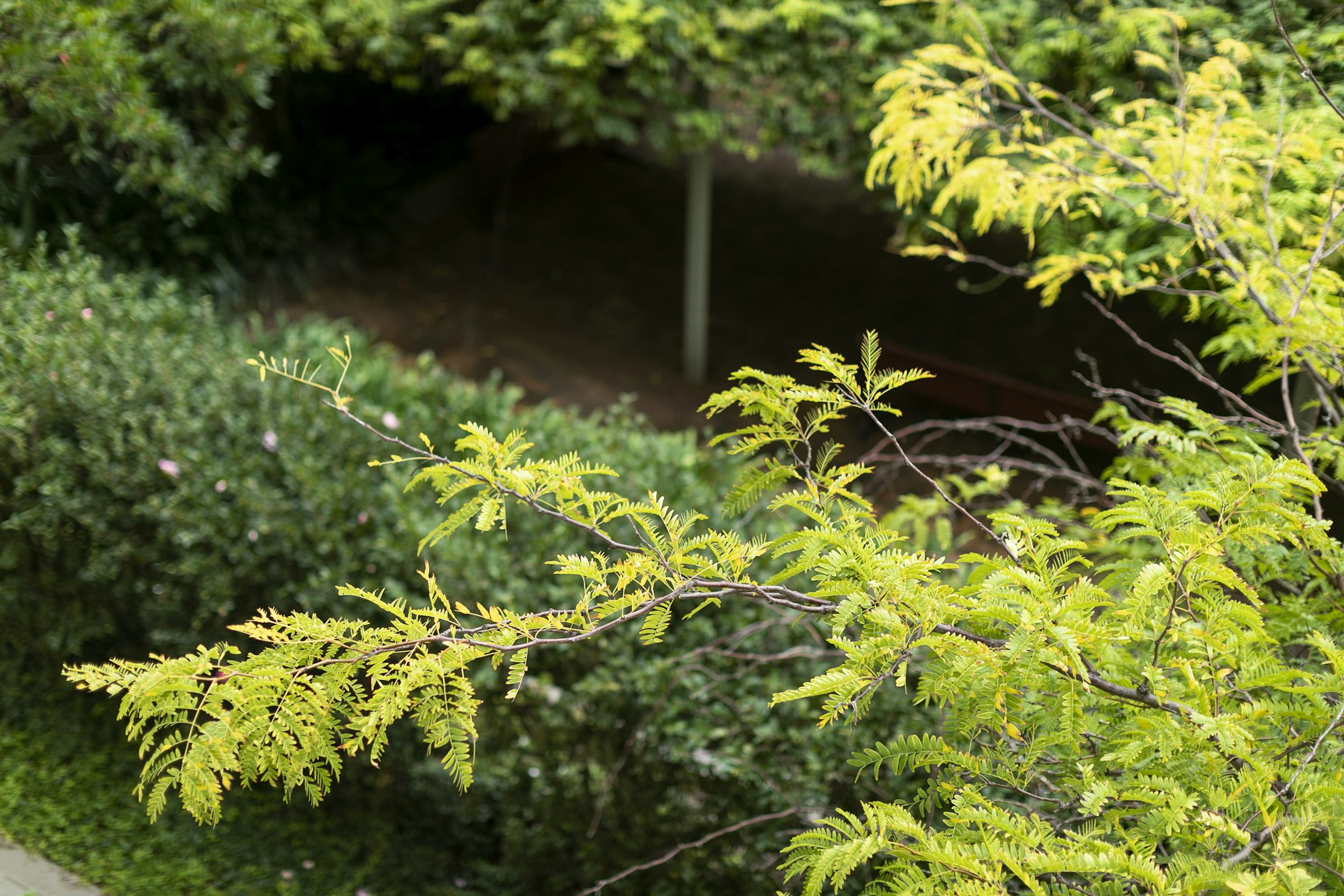 plant