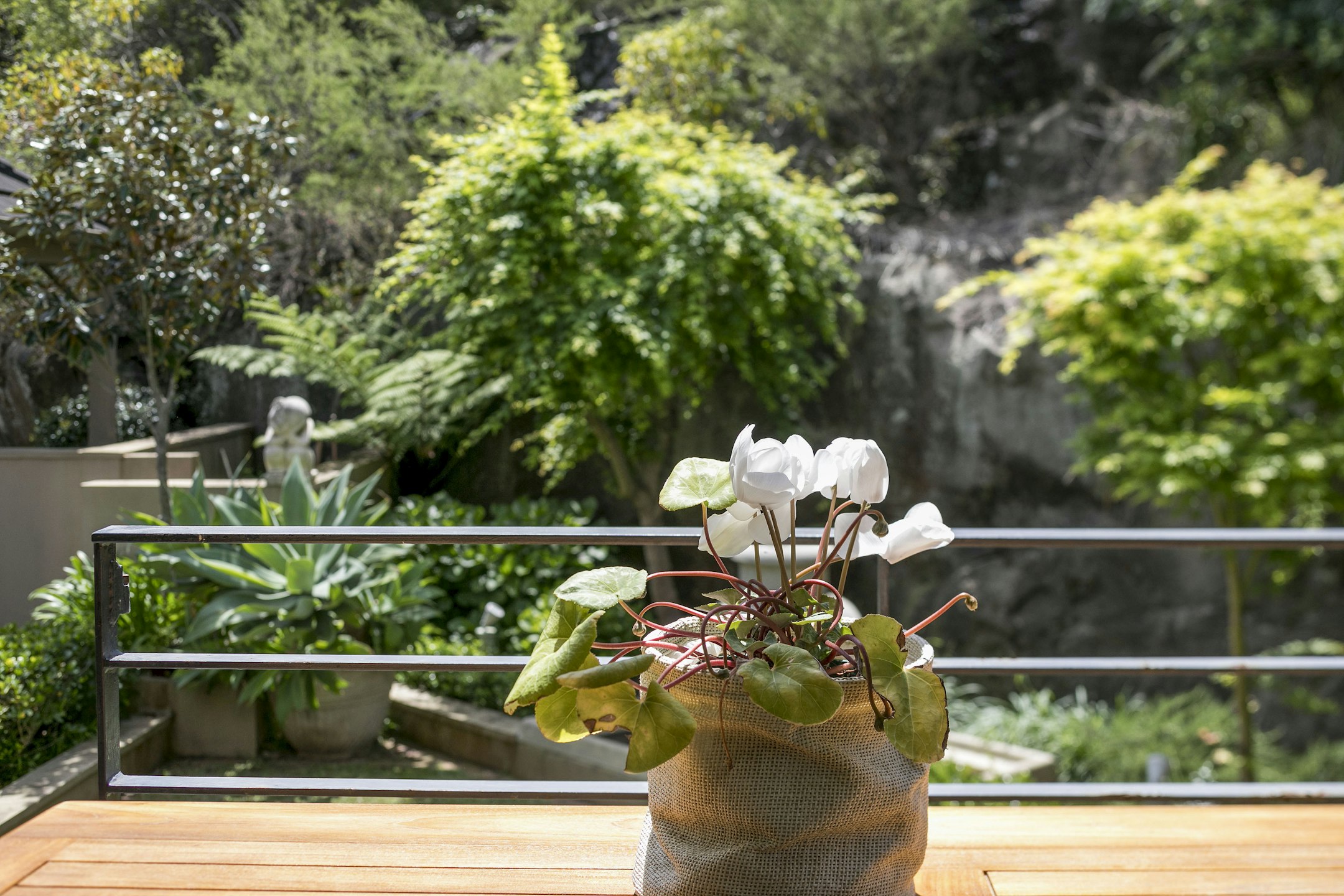 potted plant