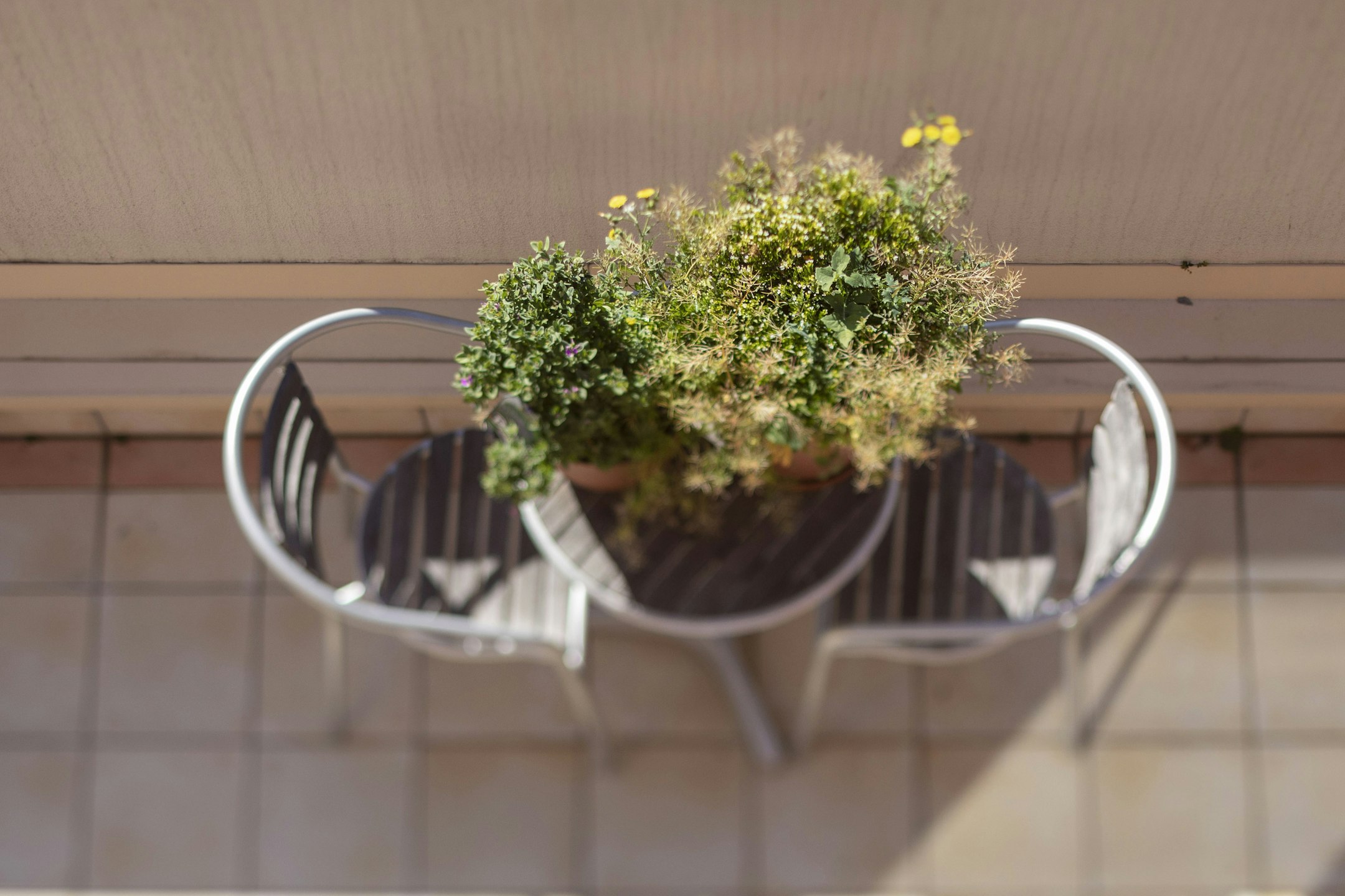 plant