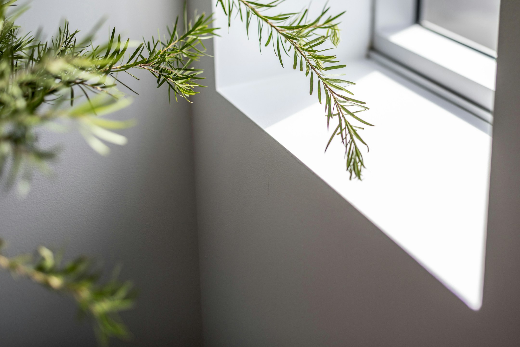 window