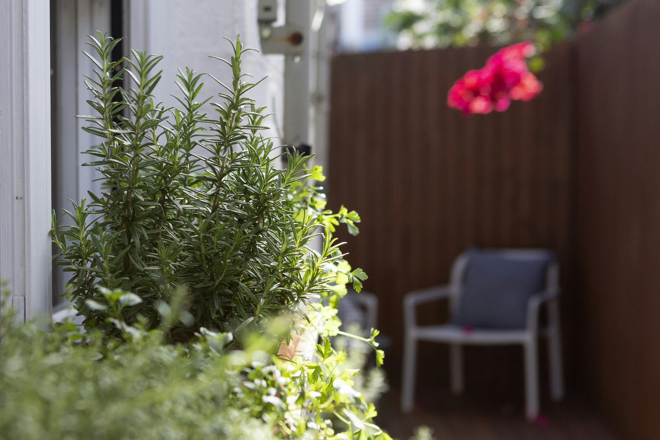 garden