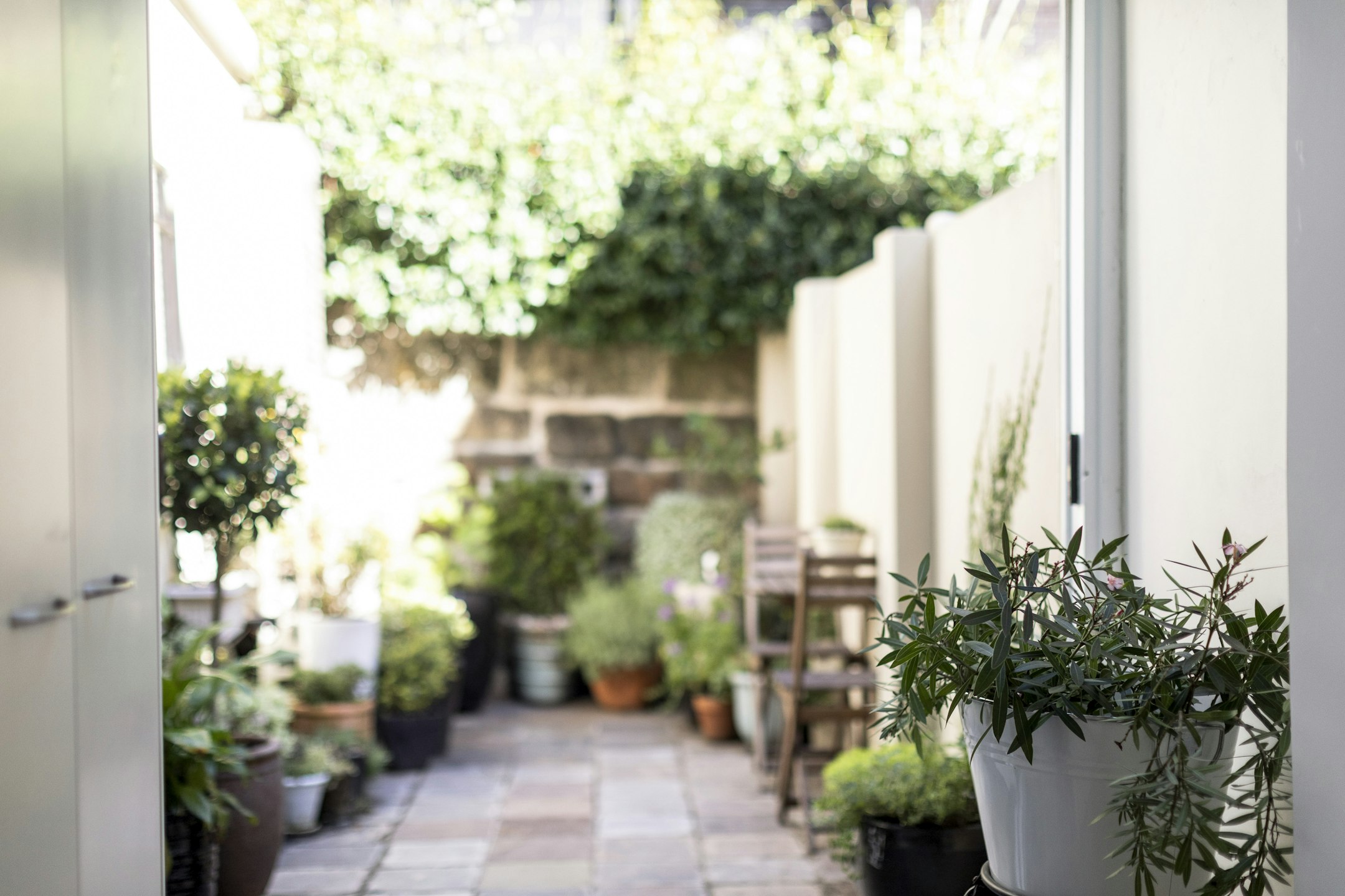 garden
