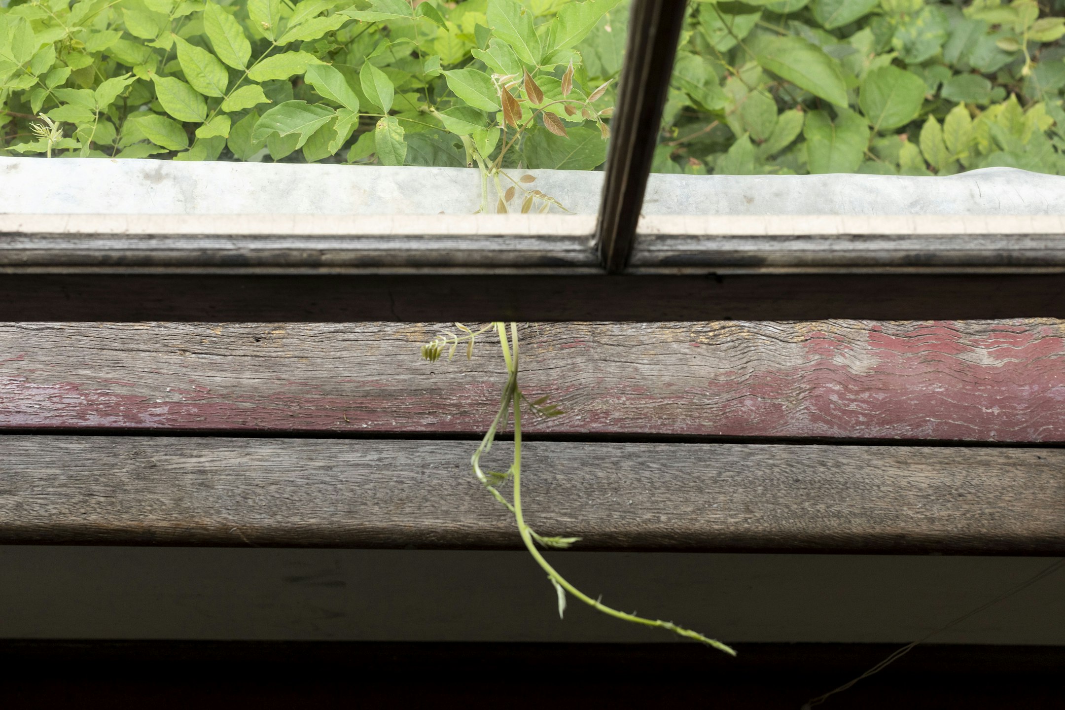 window