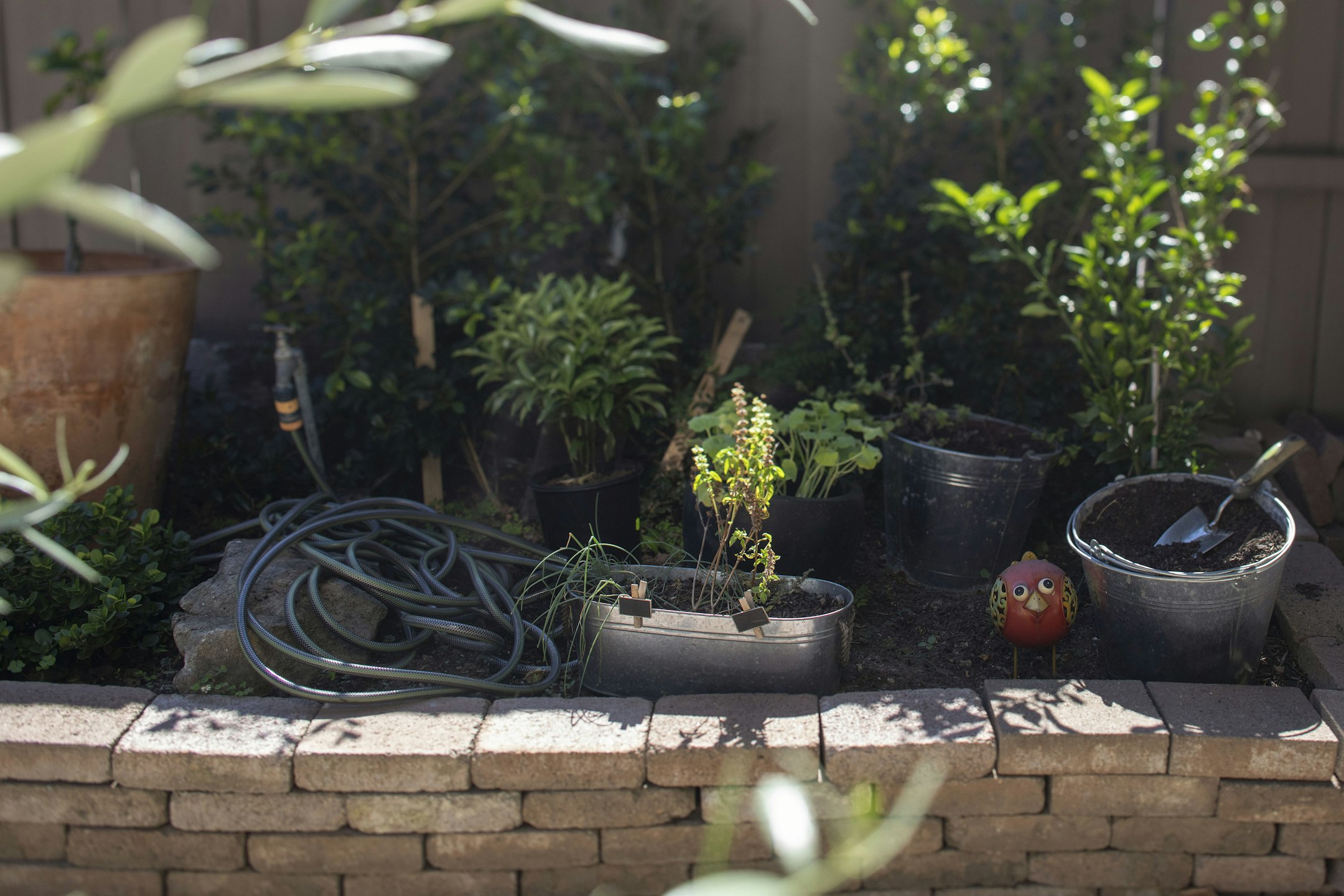 plant