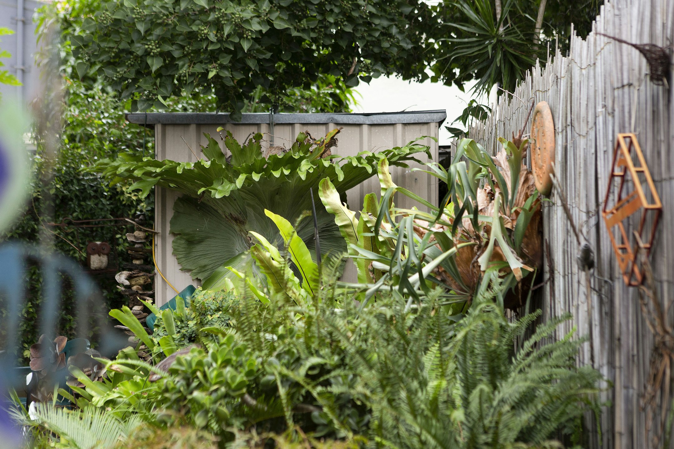 garden