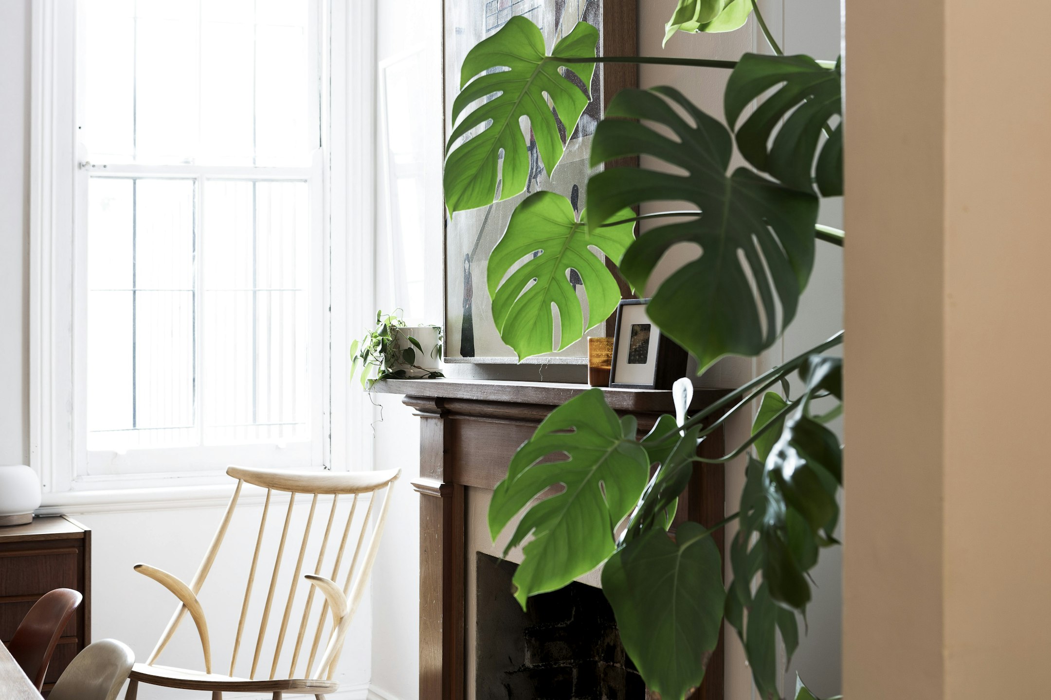 plant