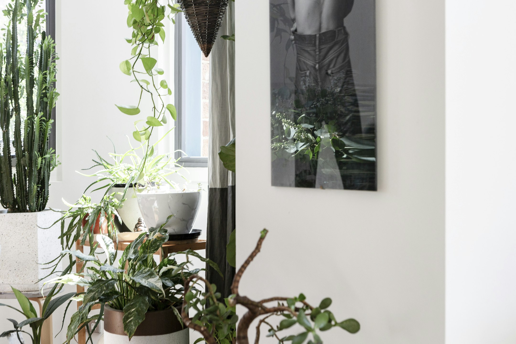 plant