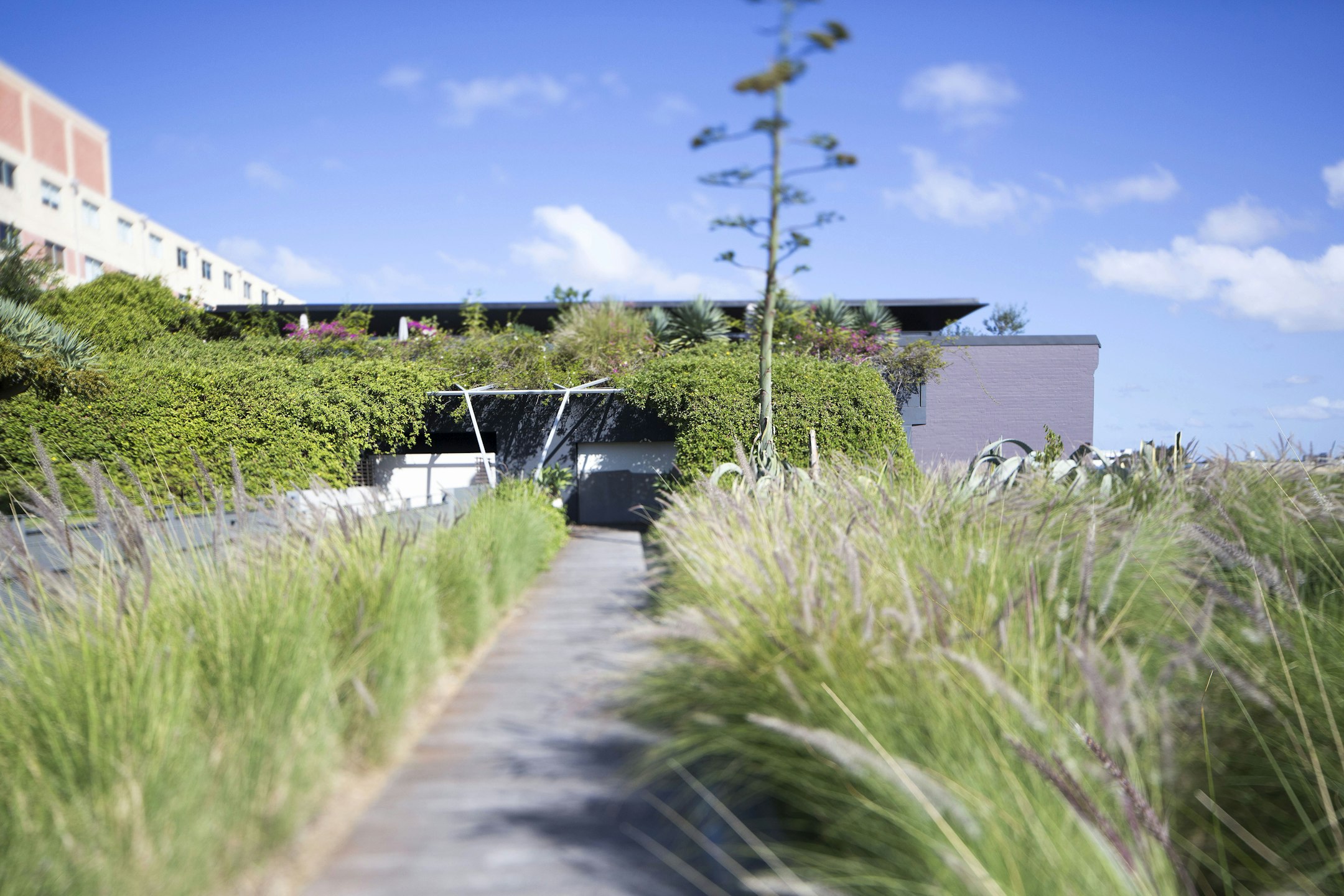 grass