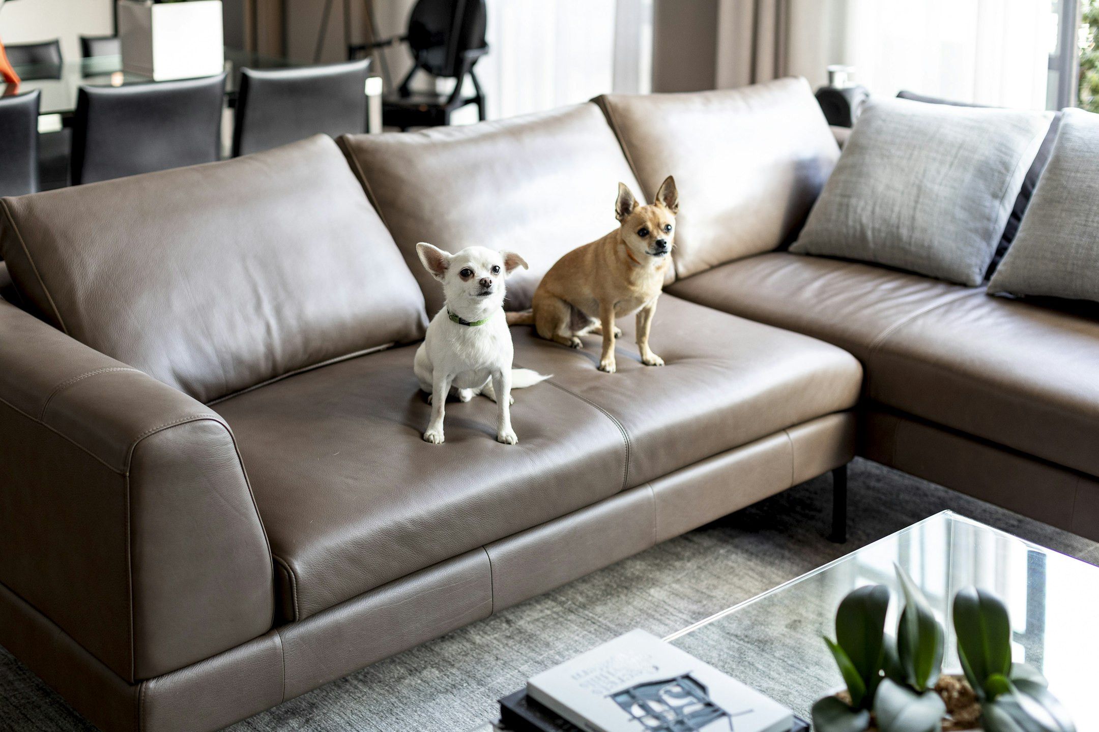 couch