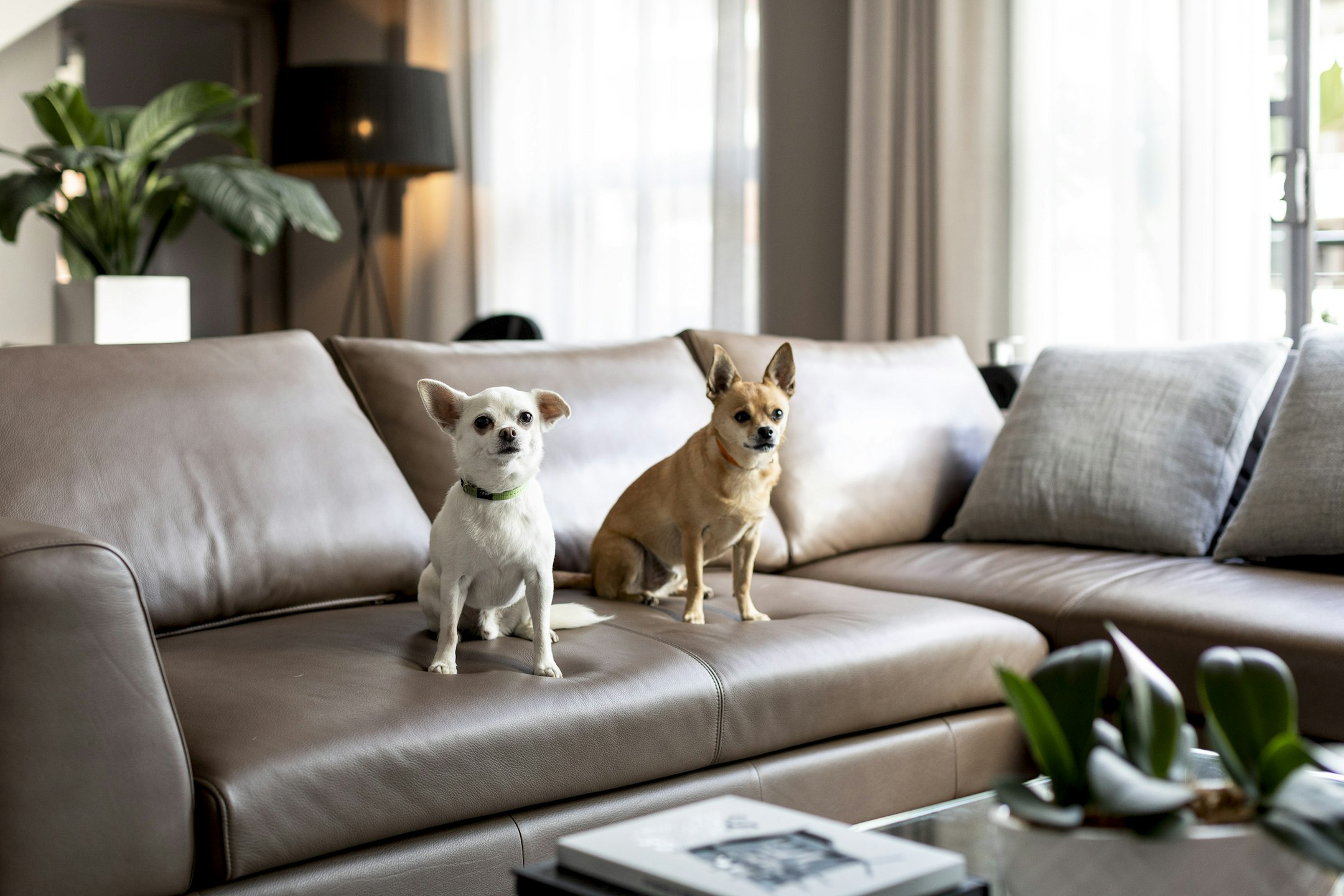 couch