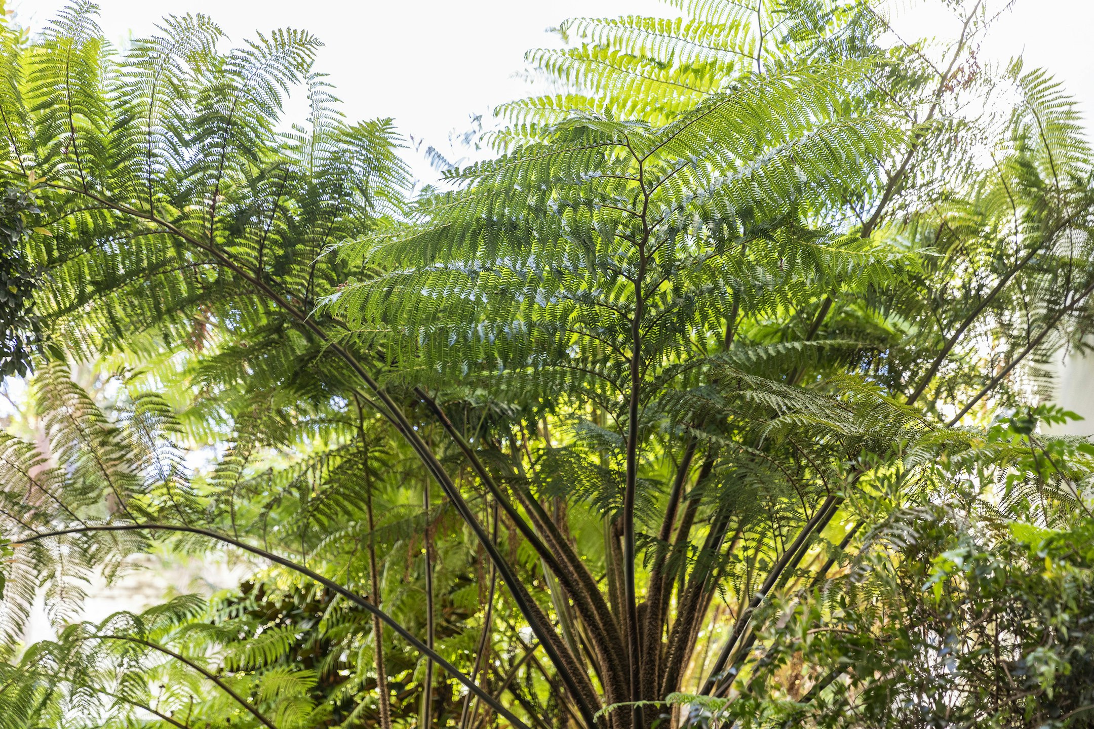 fern