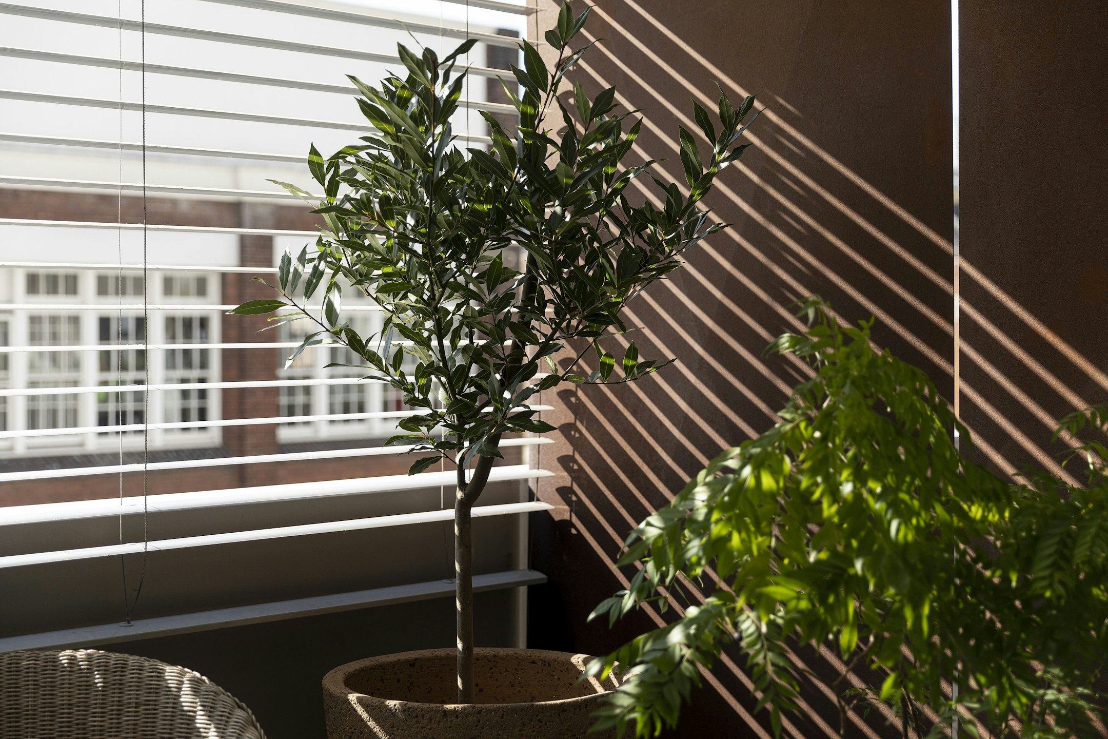 plant