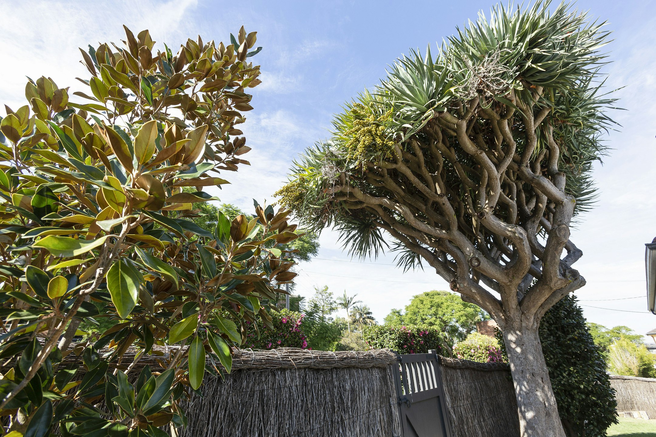 plant