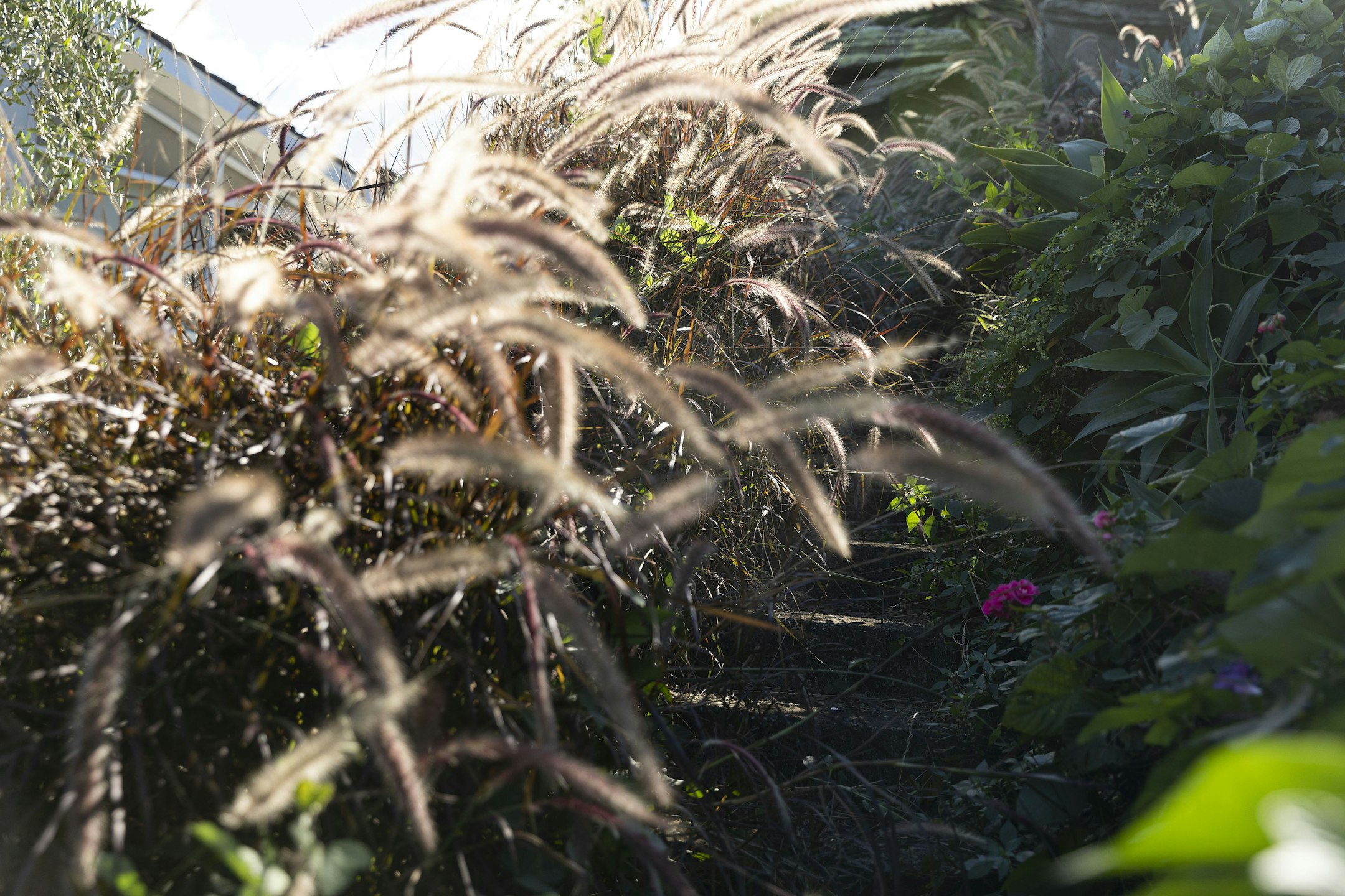 plant