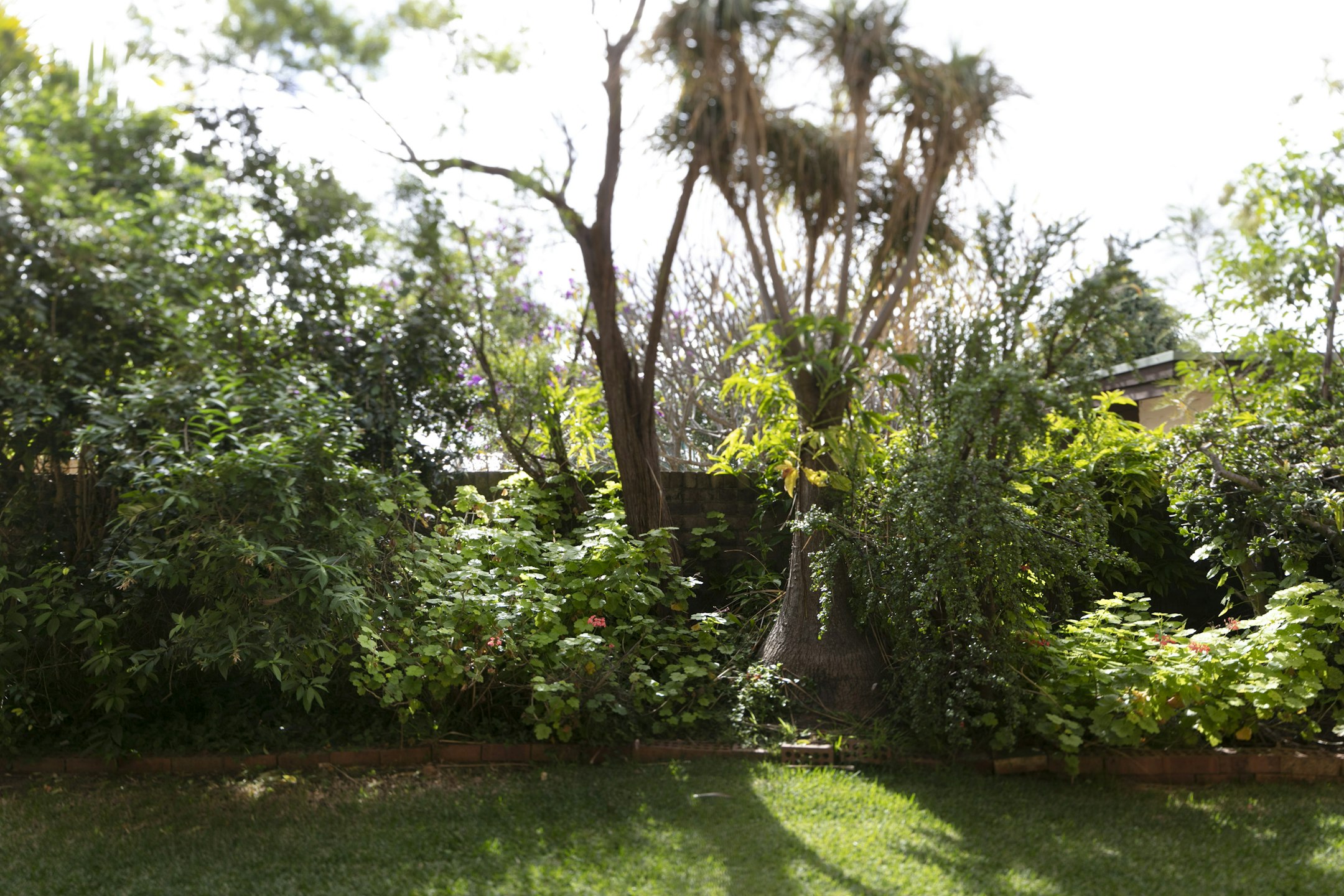 garden