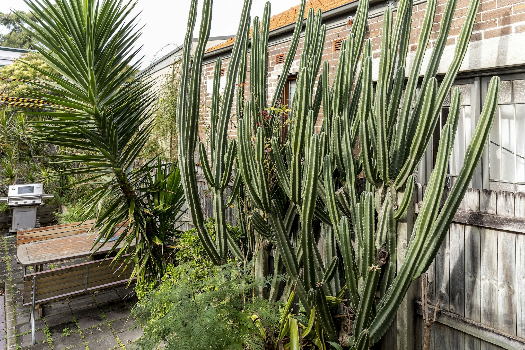plant
