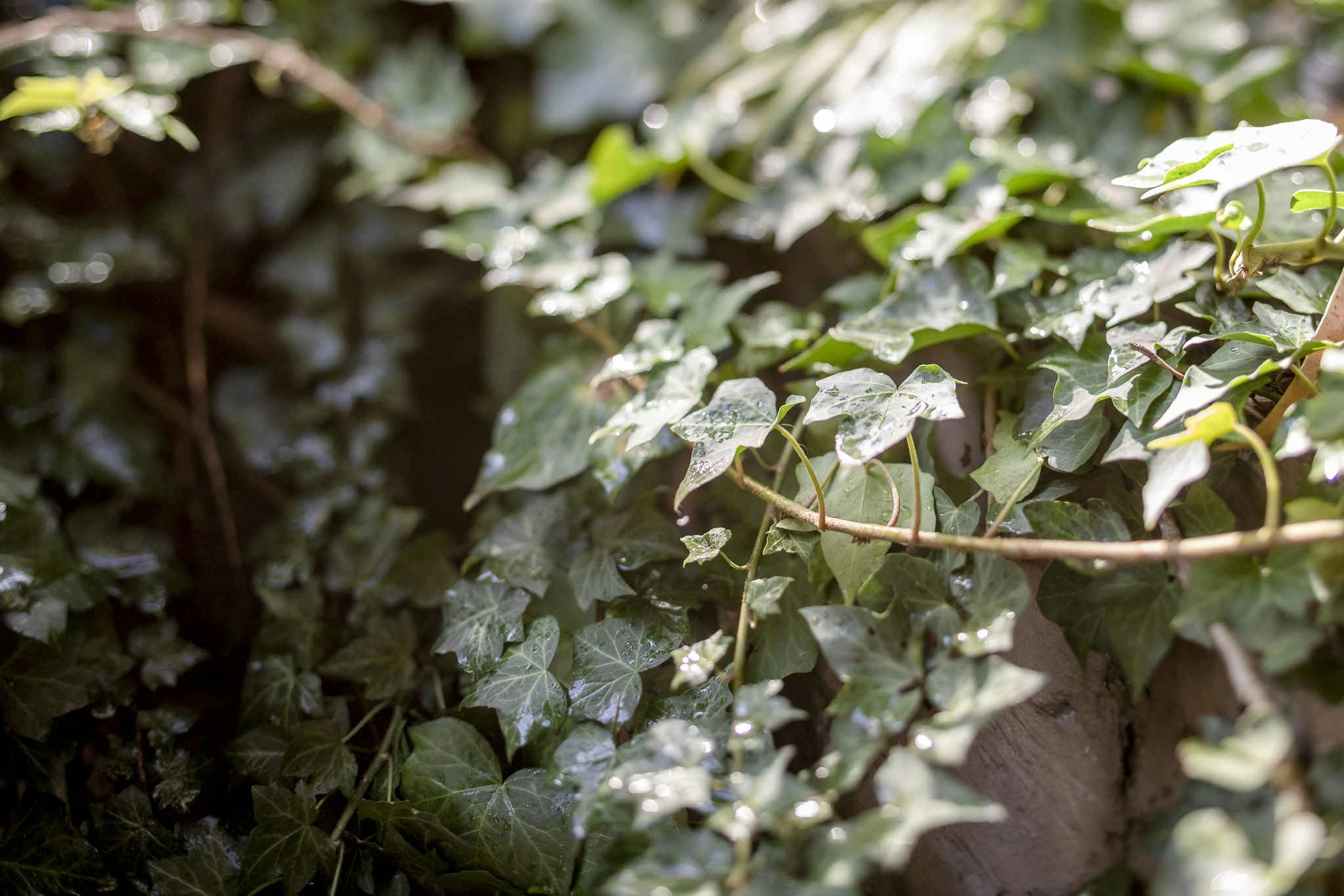 leaf