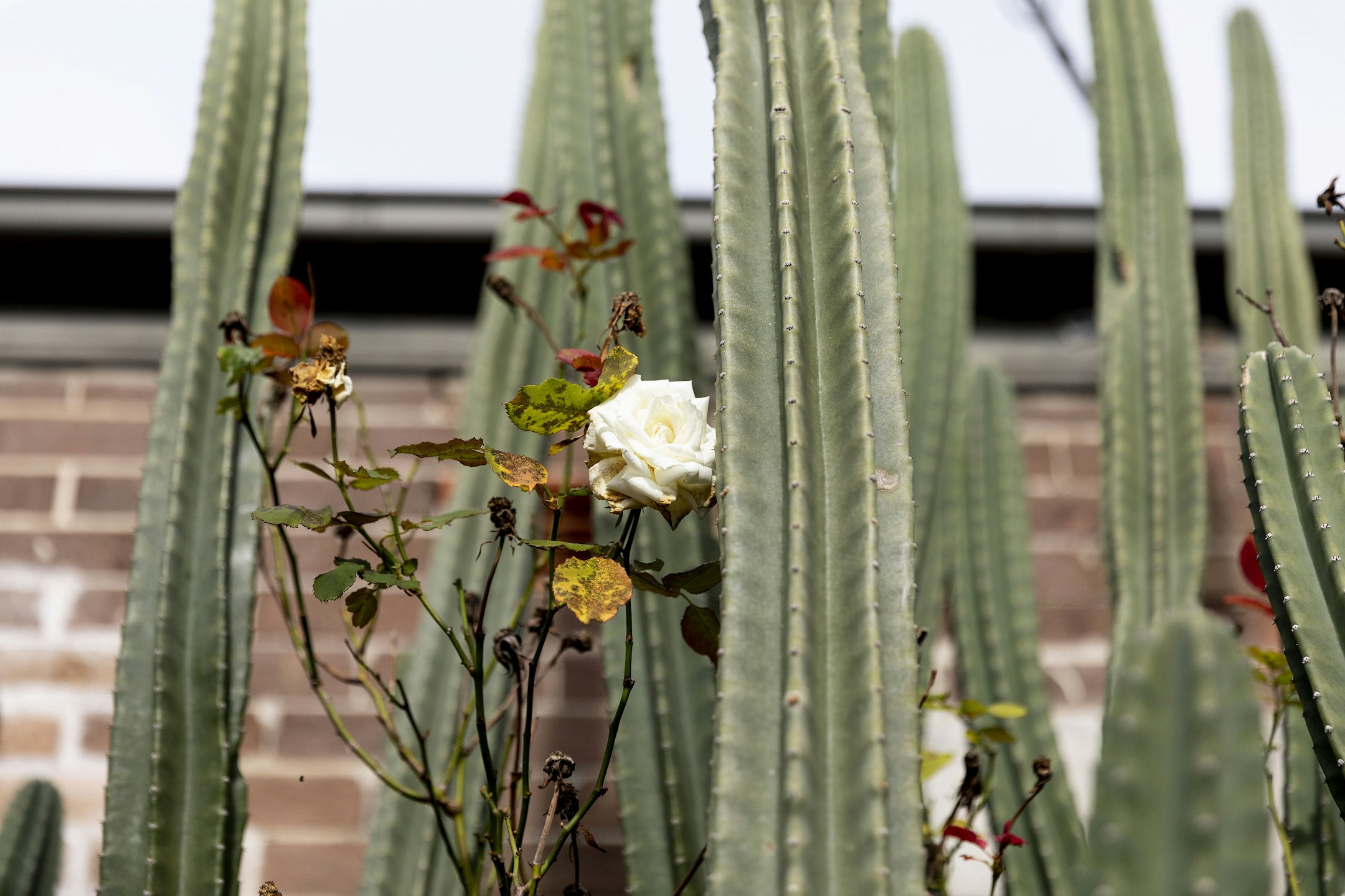 plant