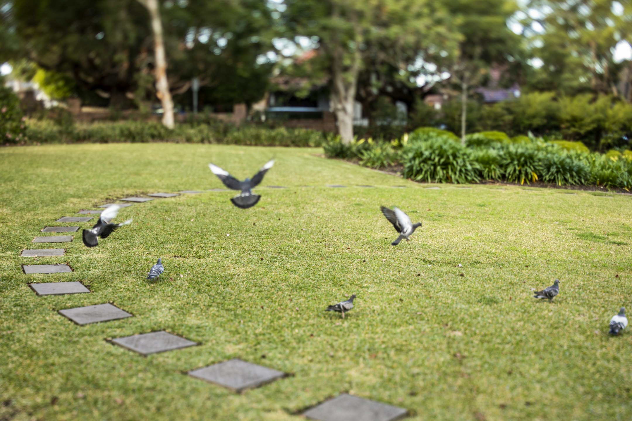 grass