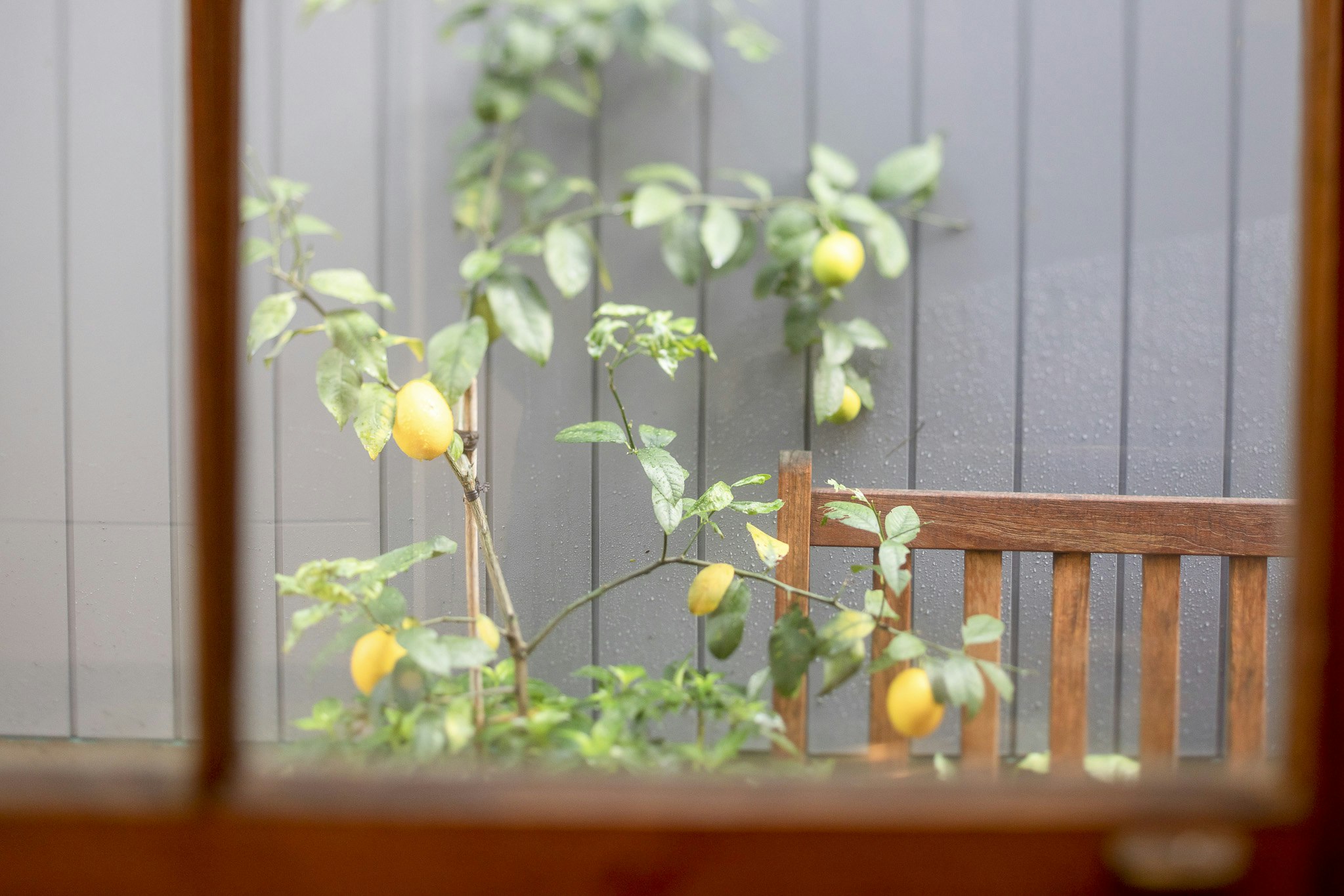 citrus fruit