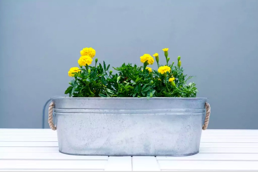 plant