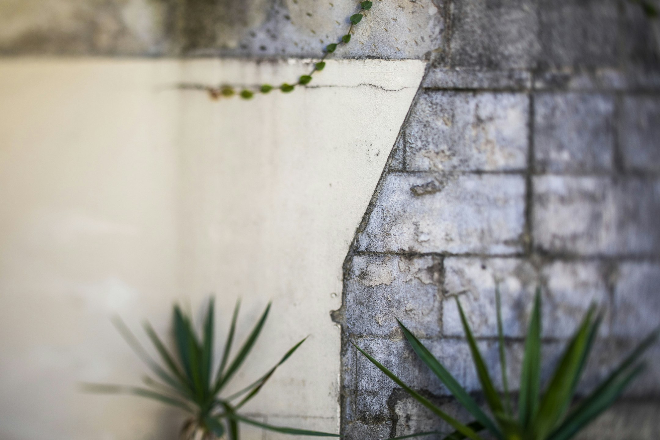 plant