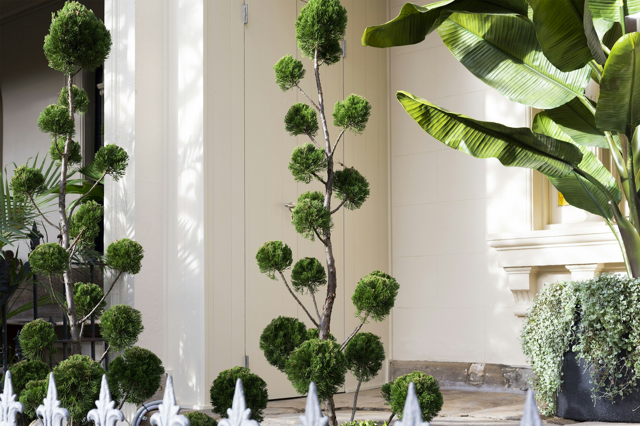 plant